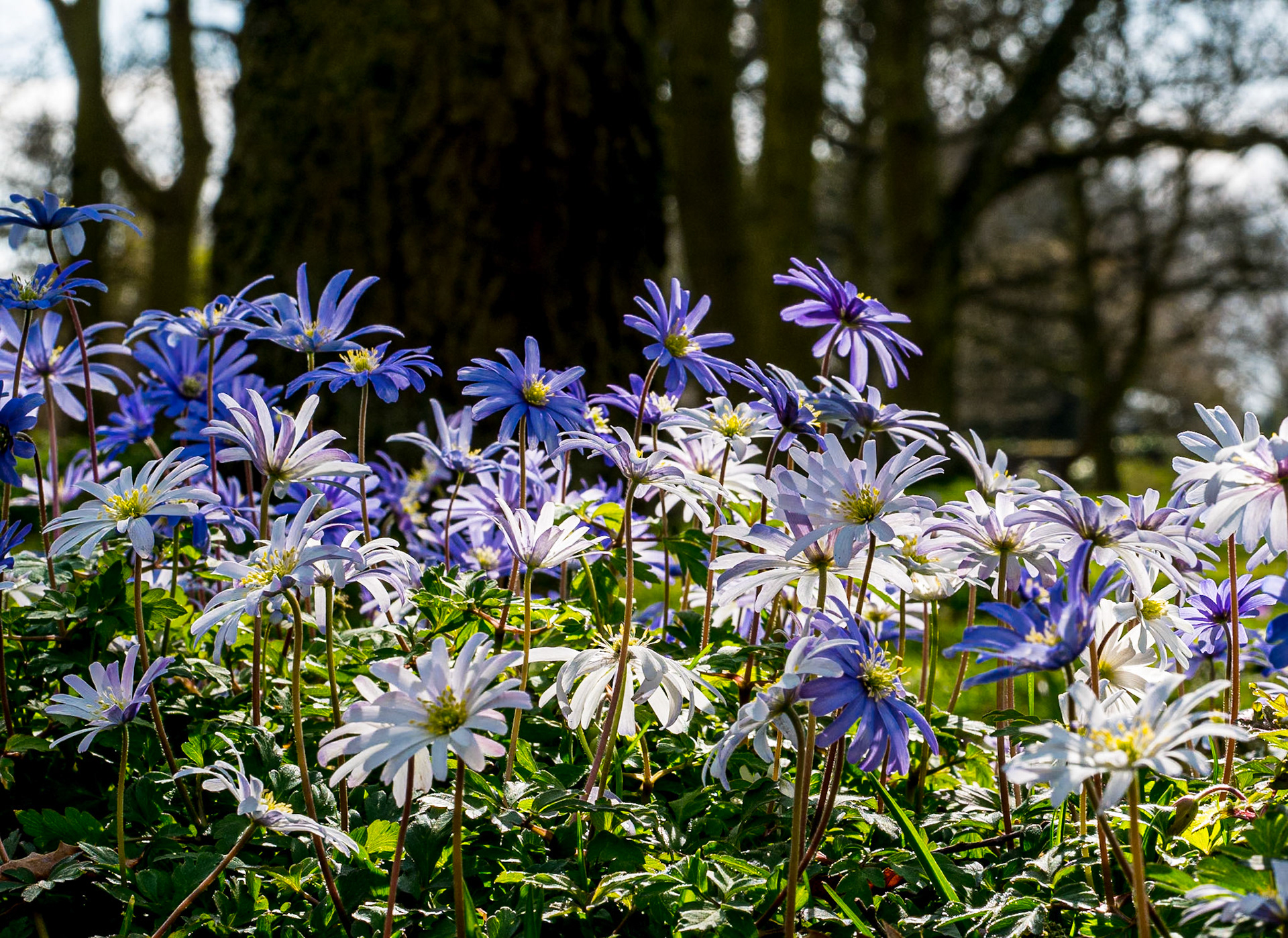 Botanic Gardens, Dublin, 23 Mar 2016