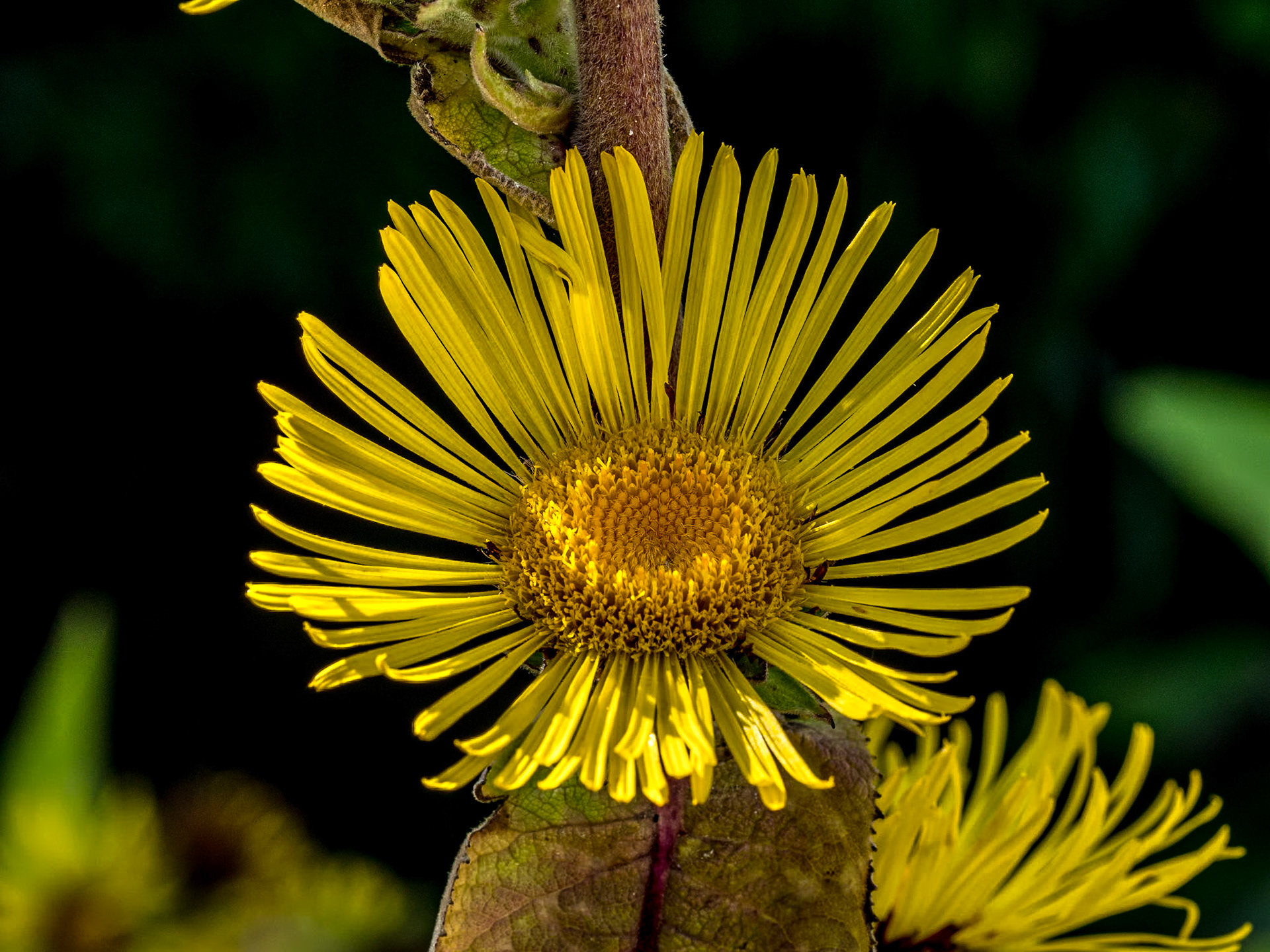 Mount Congreve Gardens, Co Waterford, 2 Sep 2023