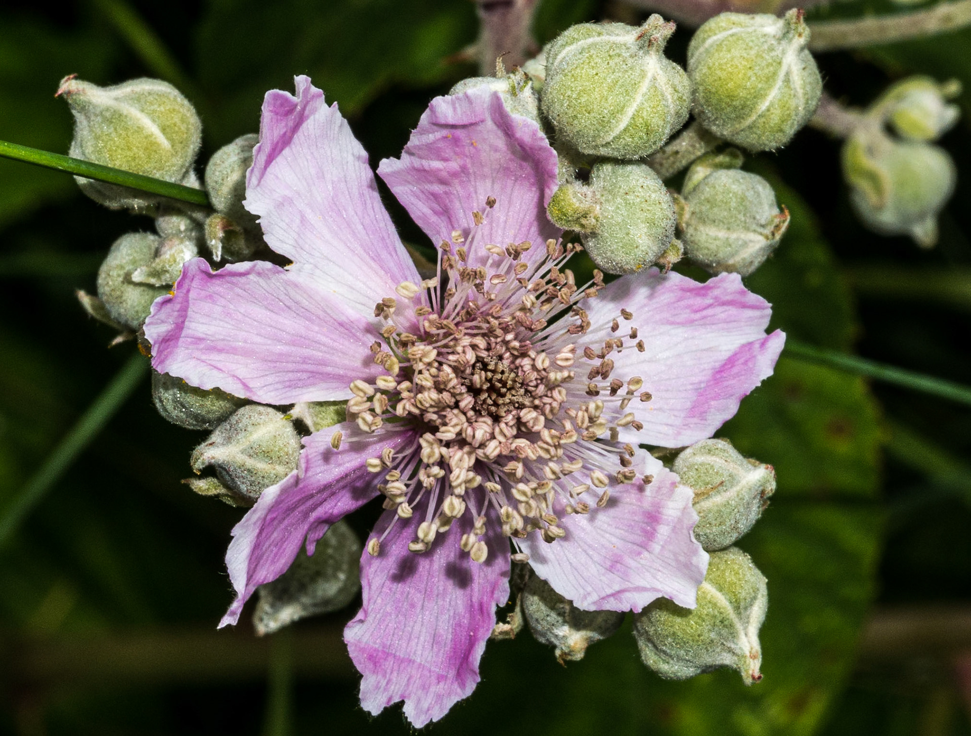 Flower, Bray head, 27 Jun 2014