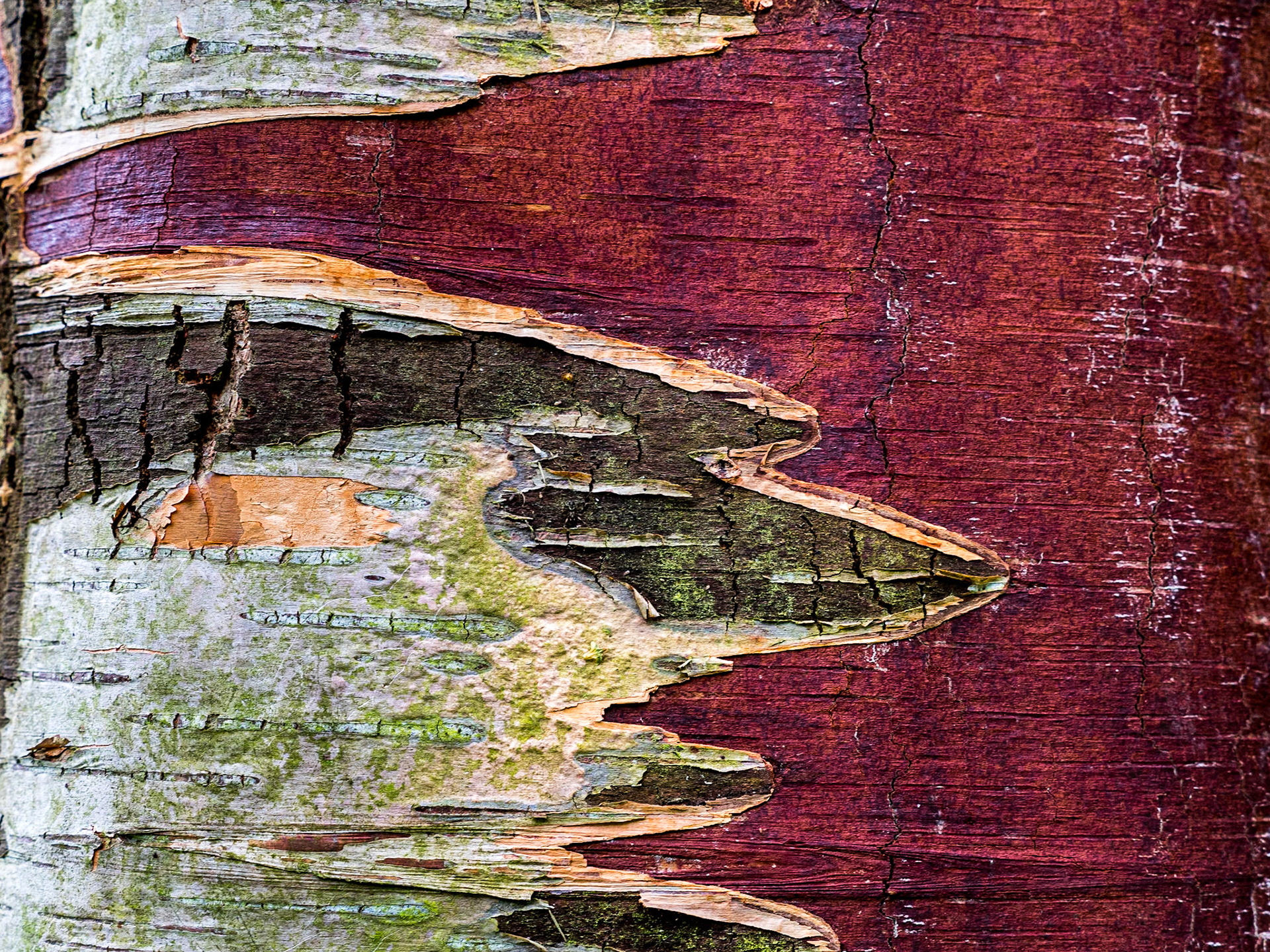 St Anne's Park, Raheny, Dublin, 19 Aug 2018