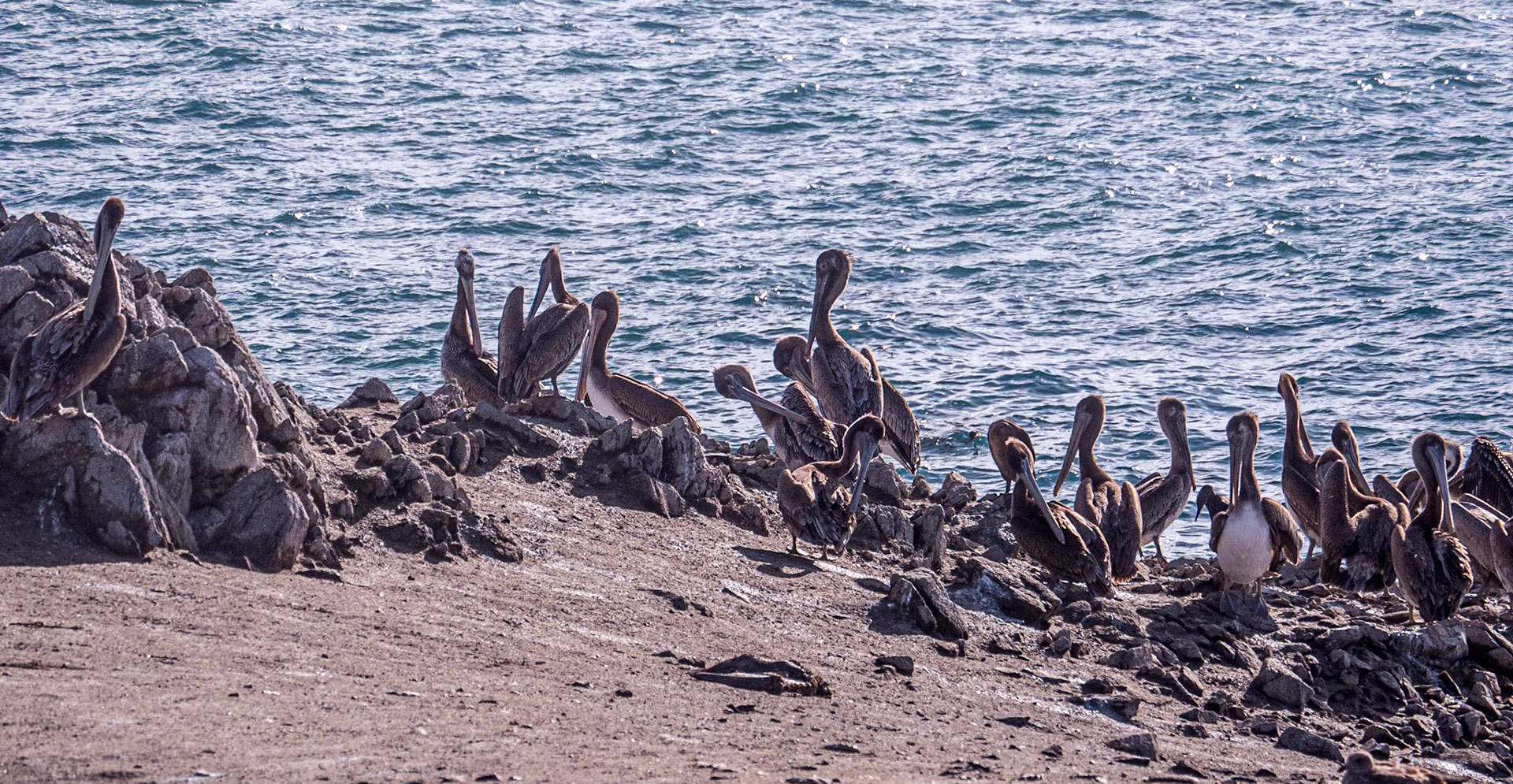 Pelicans, Point Lobos State Natural Reserve, California, 22 Jan 2024