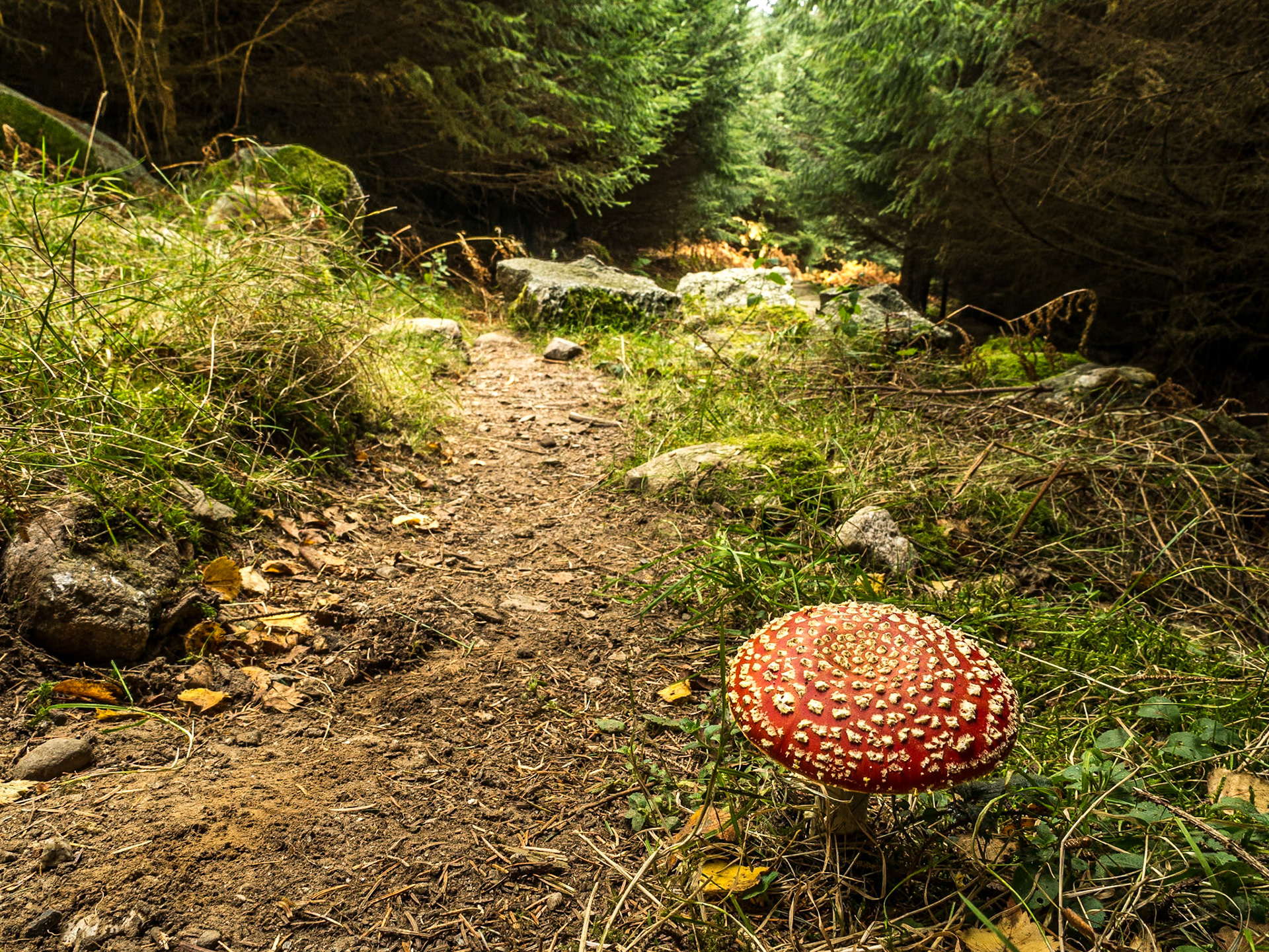 Along the Wicklow Way near Knockree, Co Wicklow, 30 Oct 2016
