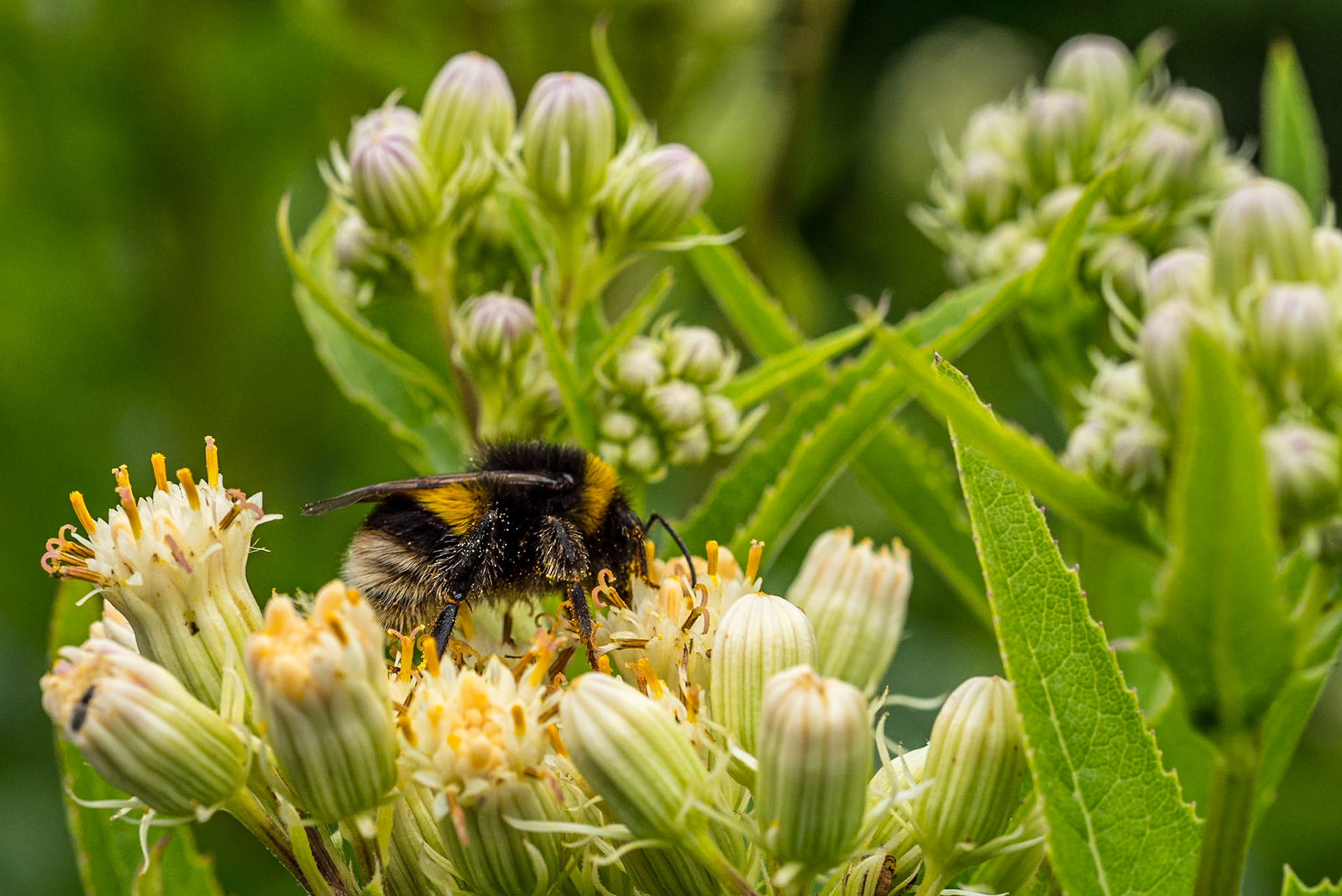 Botanic Gardens, Dublin, 29 Jul 2022