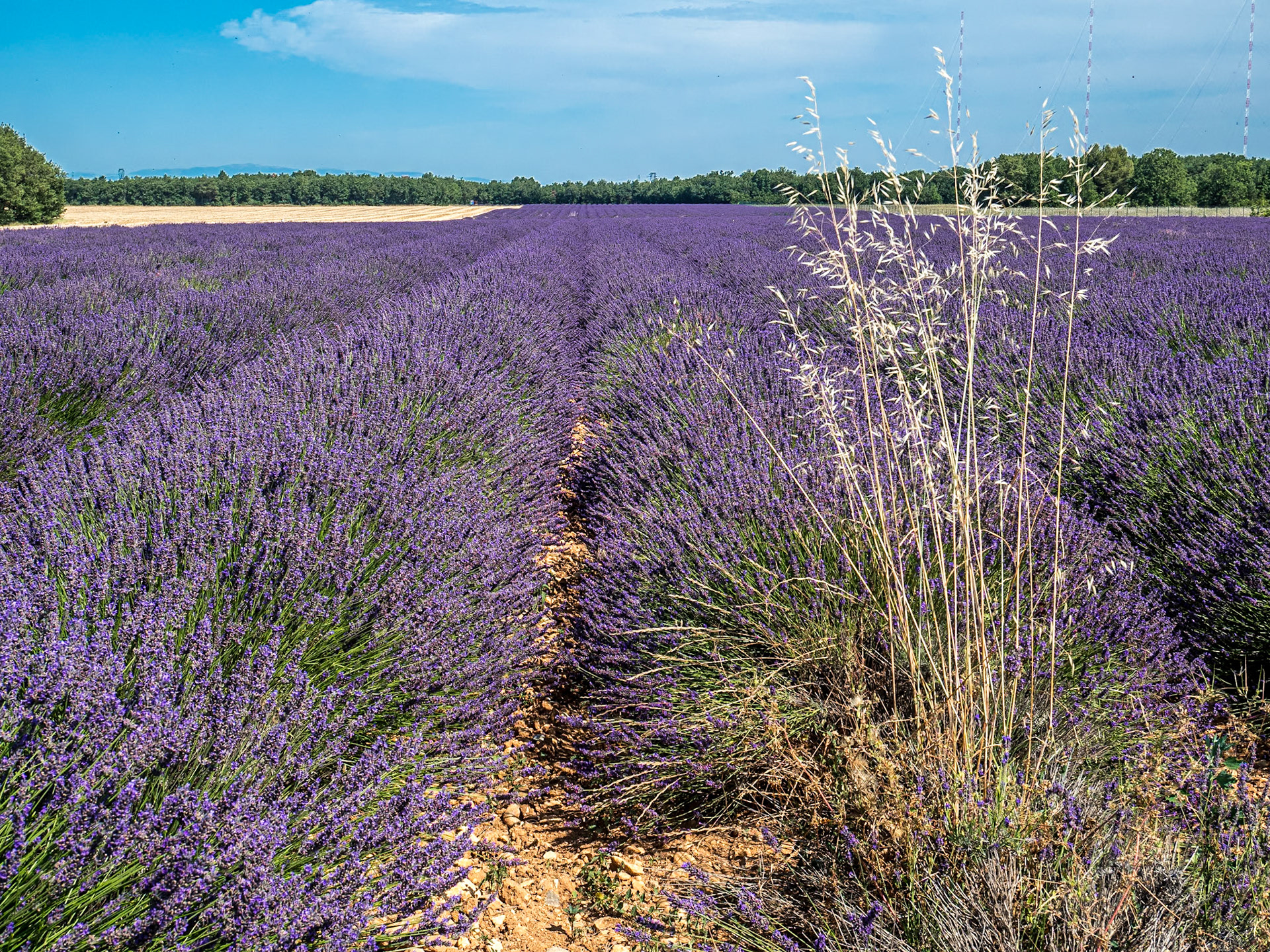 Field of lavender near Sainte-Croix-du-Verdon, 21 Jul 2021