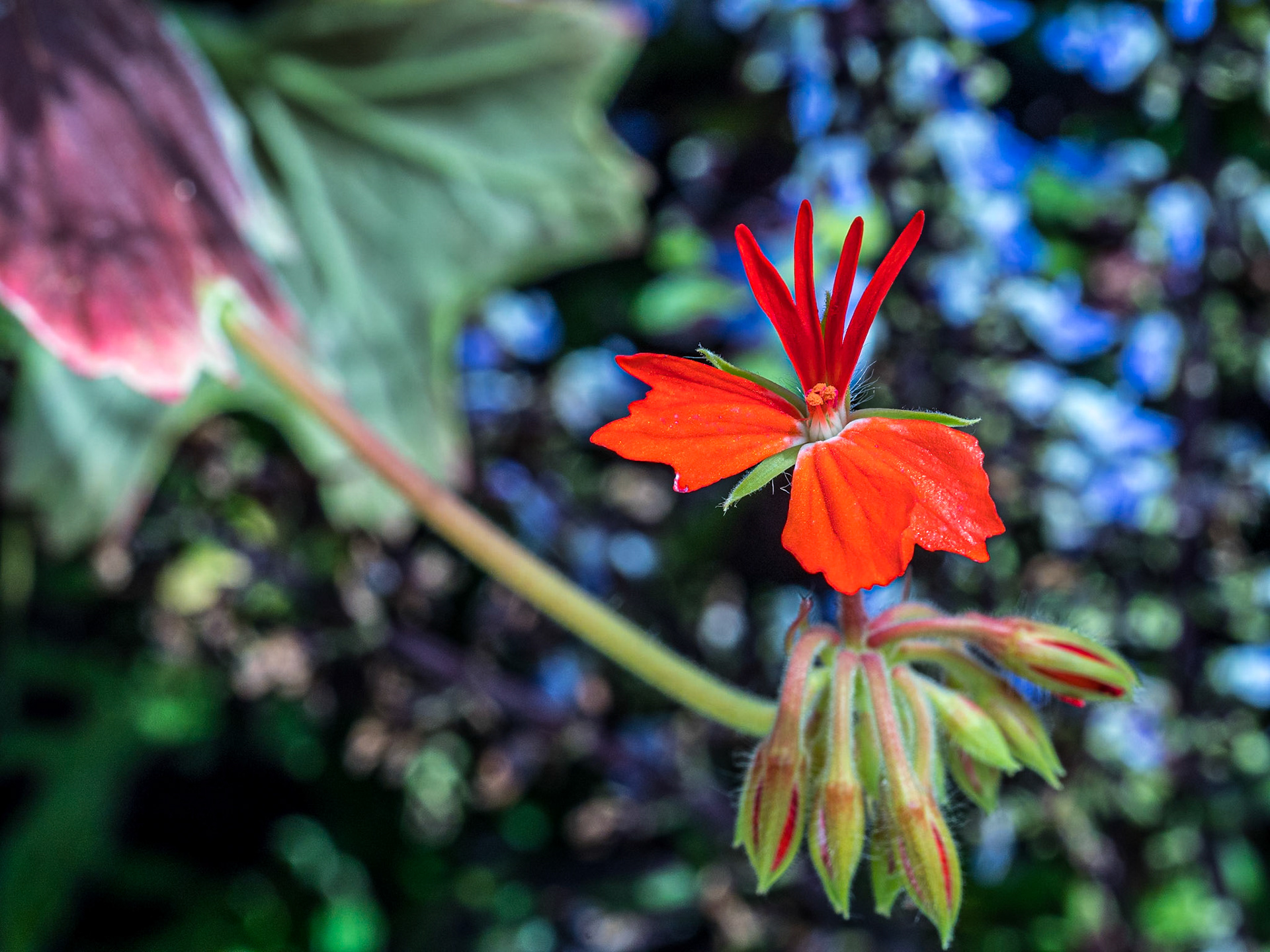 Botanic Gardens, Co Dublin, 21 Jun 2023