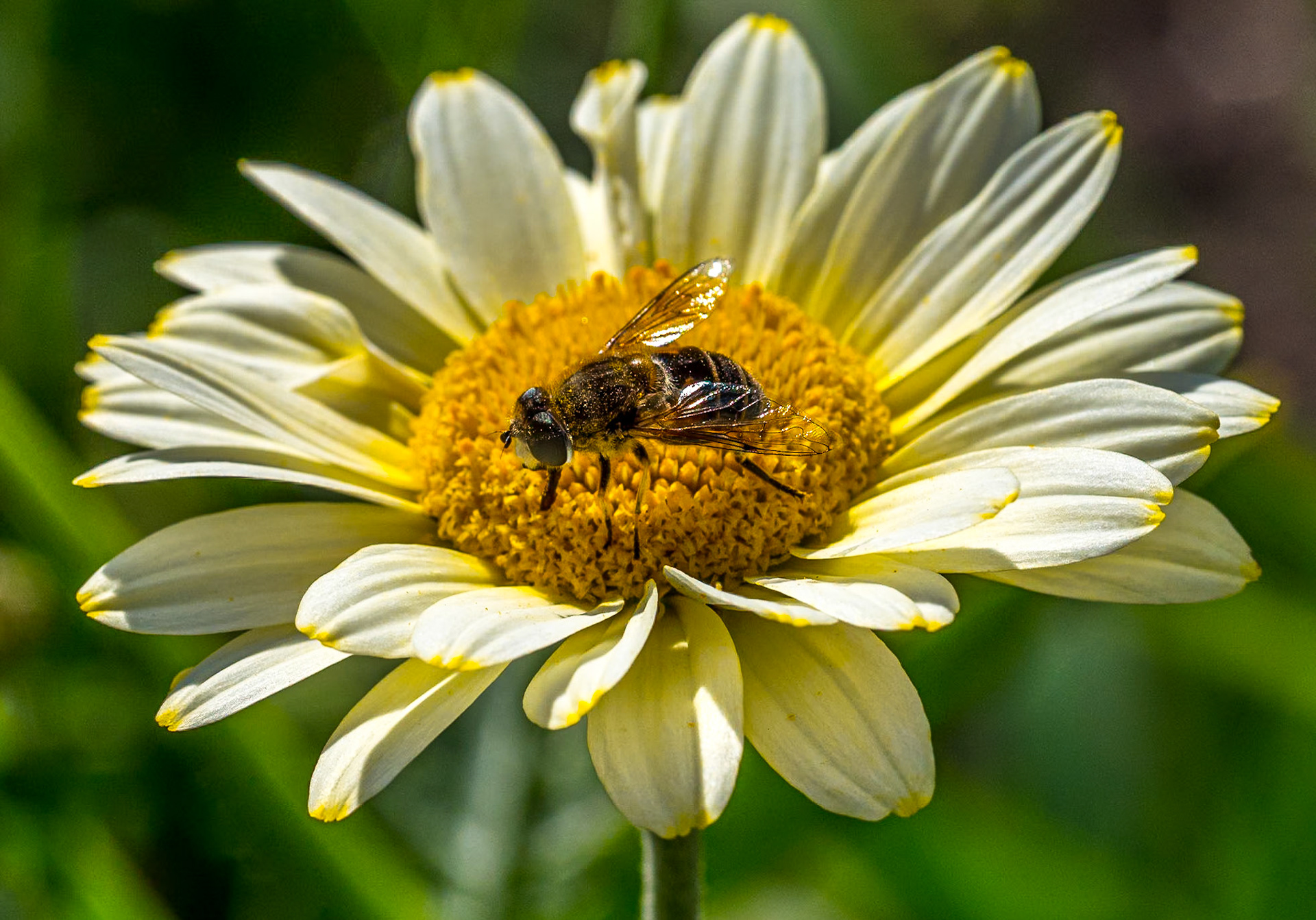 Anthemis 'Susanna Mitchell', Rowallane Garden, Co Down, 17 Jun 2021