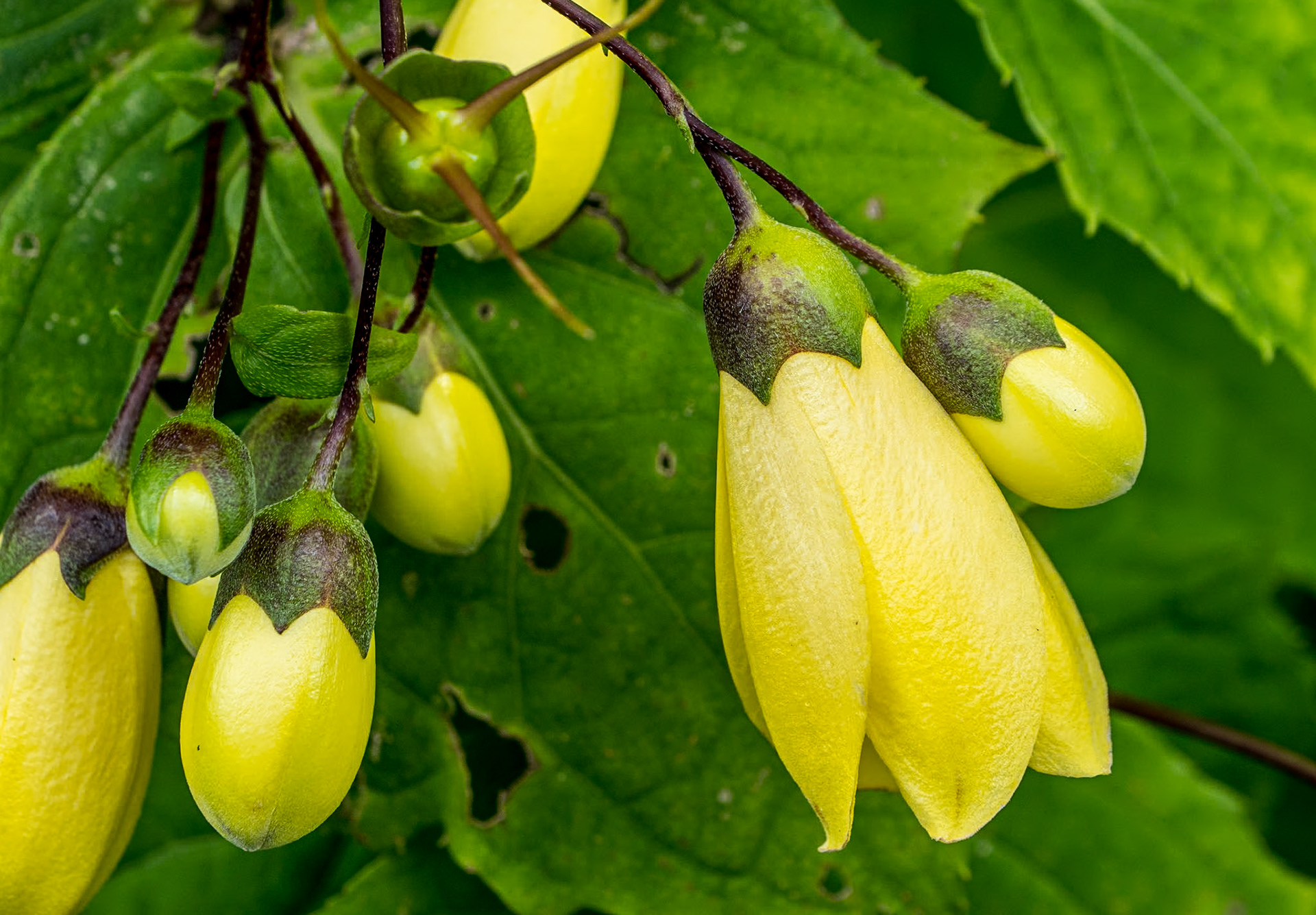 Mount Congreve Gardens, Co Waterford, 2 Sep 2023