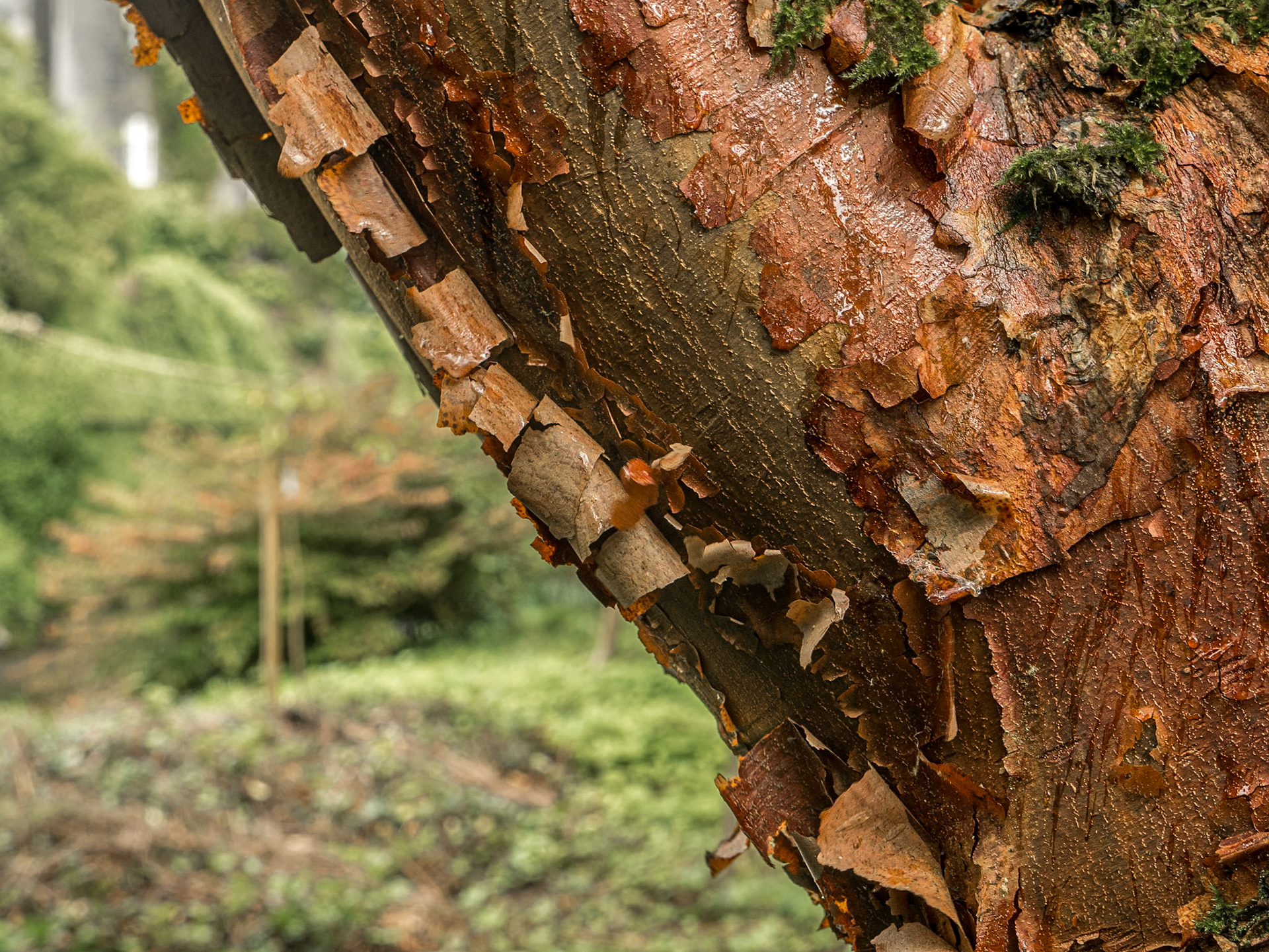 Birr Castle Demesne, Co Offaly, 3 Aug 2016