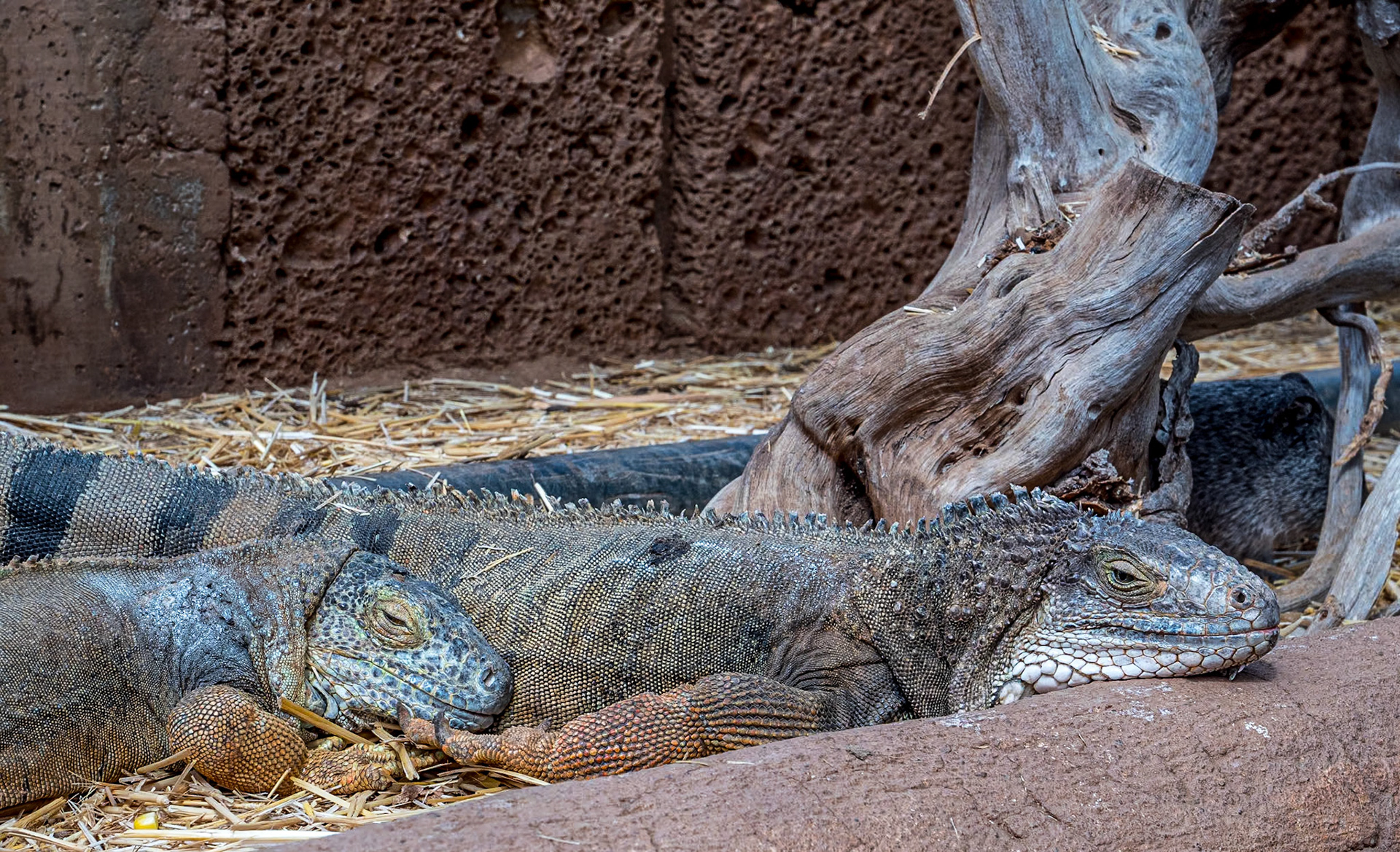 Lizards, Monkey Park, Tenerife, 1 Mar 2023