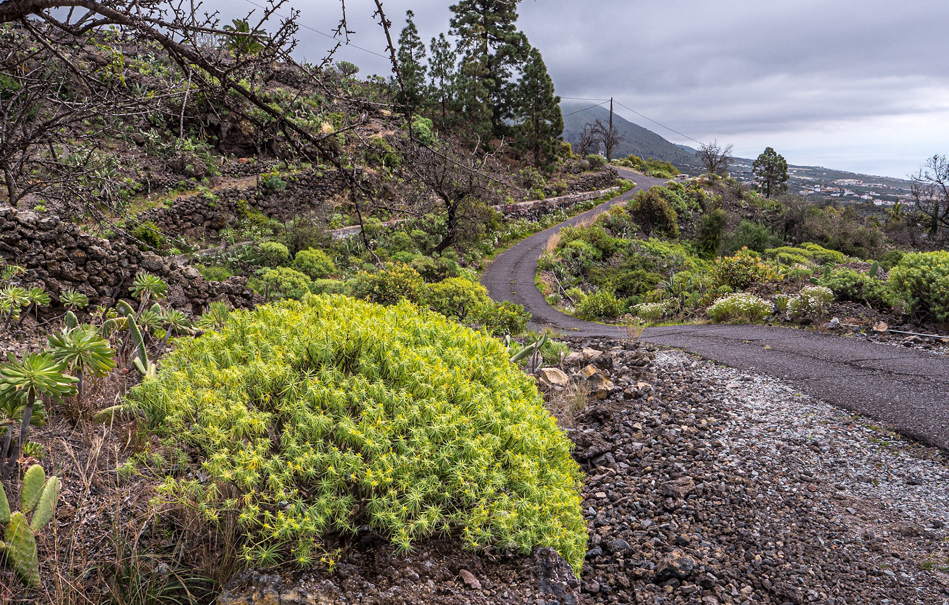 Near Chiguergue, Tenerife, 28 Feb 2023