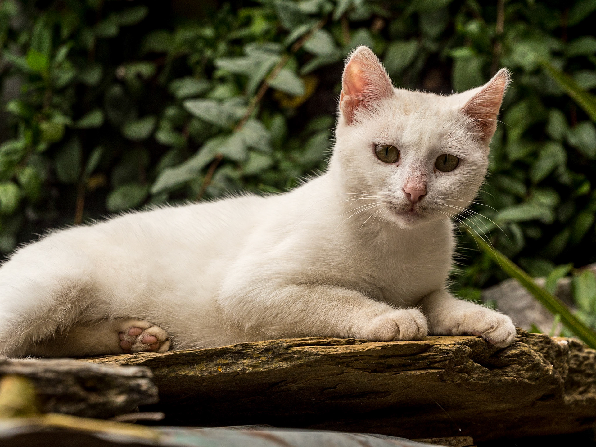 Kastania, Mani Peninsula, Greece, 5 Oct 2024