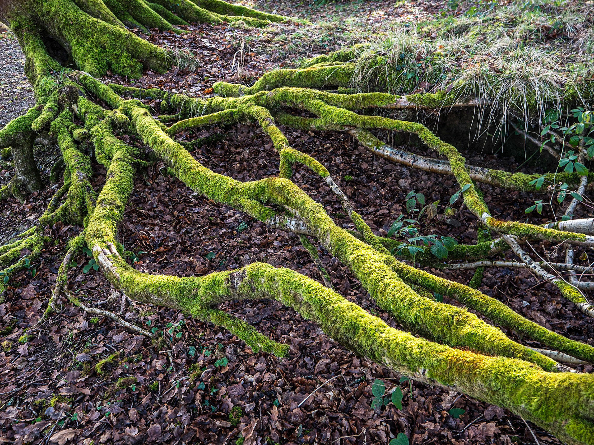 By the Blessington Lakes, Co Wicklow, 5 Feb 2023