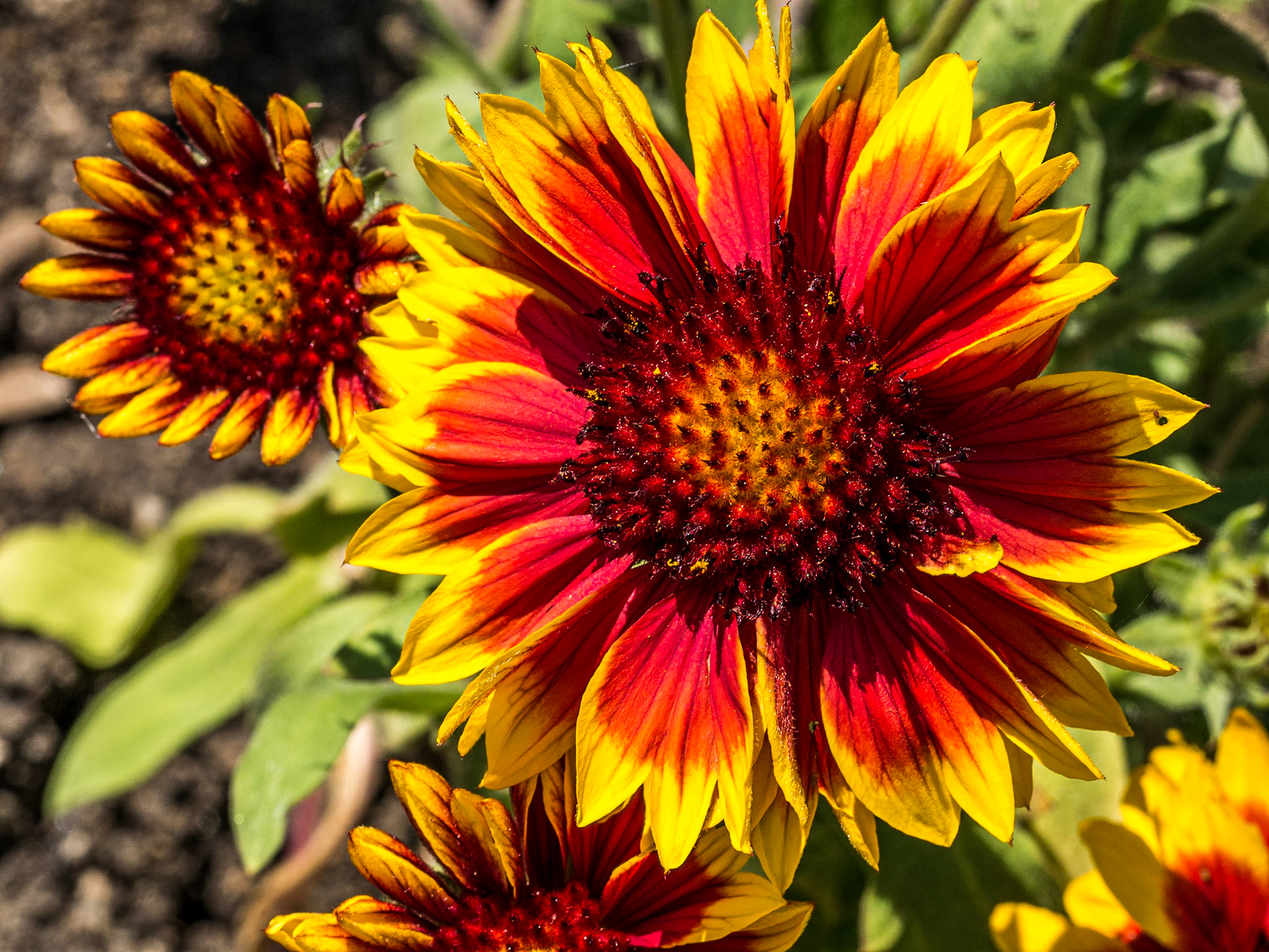 Botanic Gardens, Dublin, 1 Jul 2014