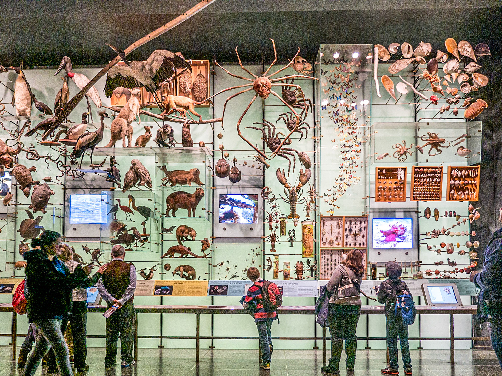 Museum of Natural History, Manhattan, 19 Nov 2015