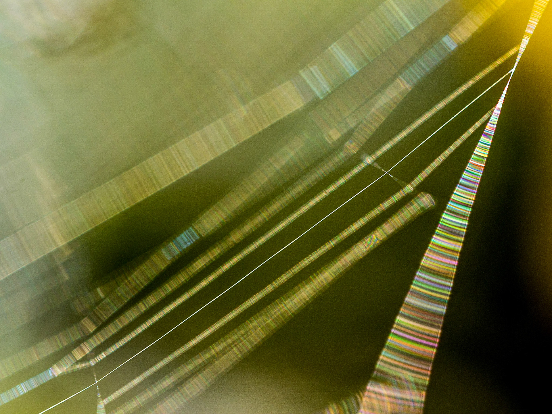 Bray Head, Co Wicklow, 14 Apr 2015