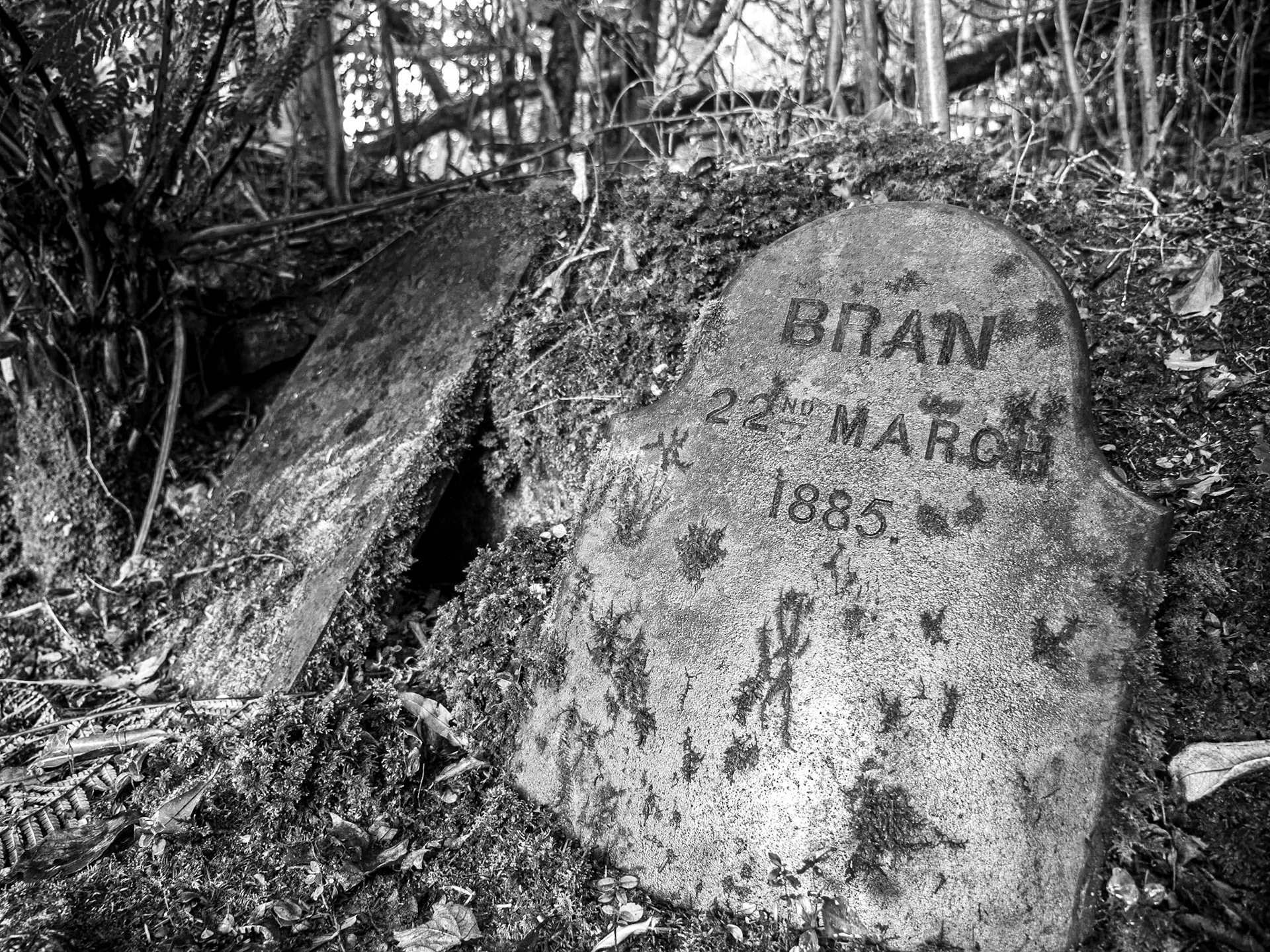Dog's graveyard, Glenleam Gardens, Co Kerry, 15 Jul 2016