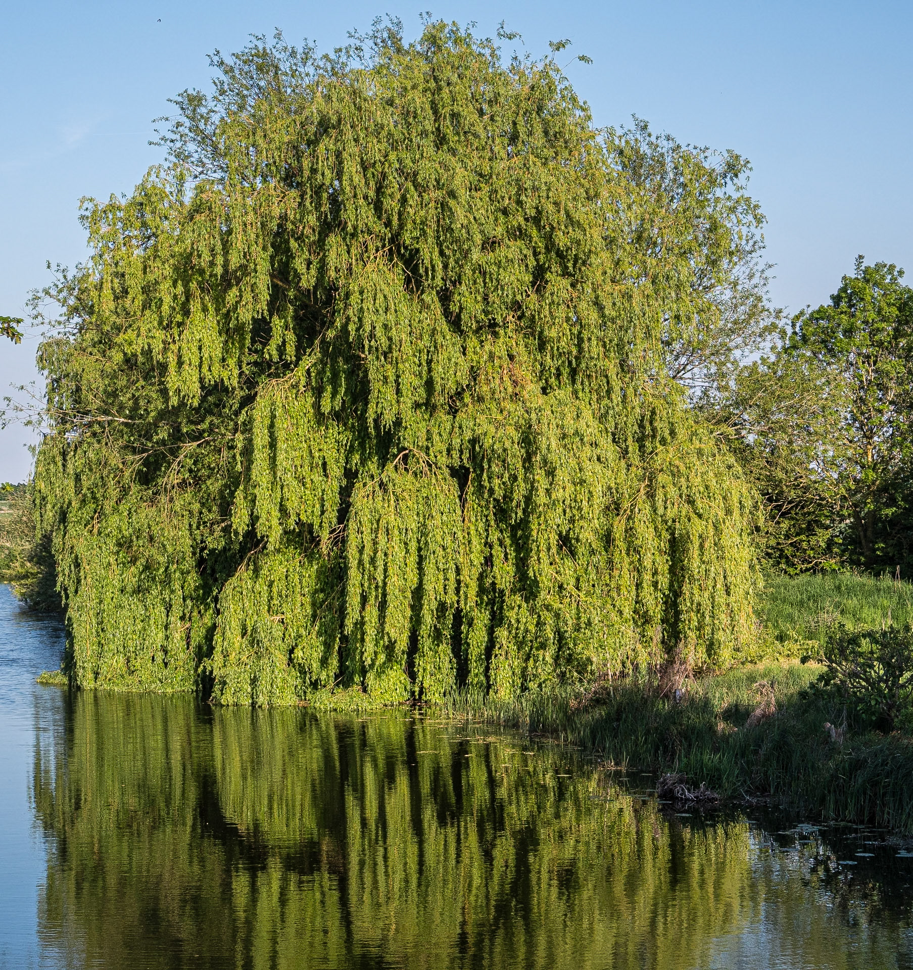 Prickwillow, Cambridgeshire, England, 11 May 2025