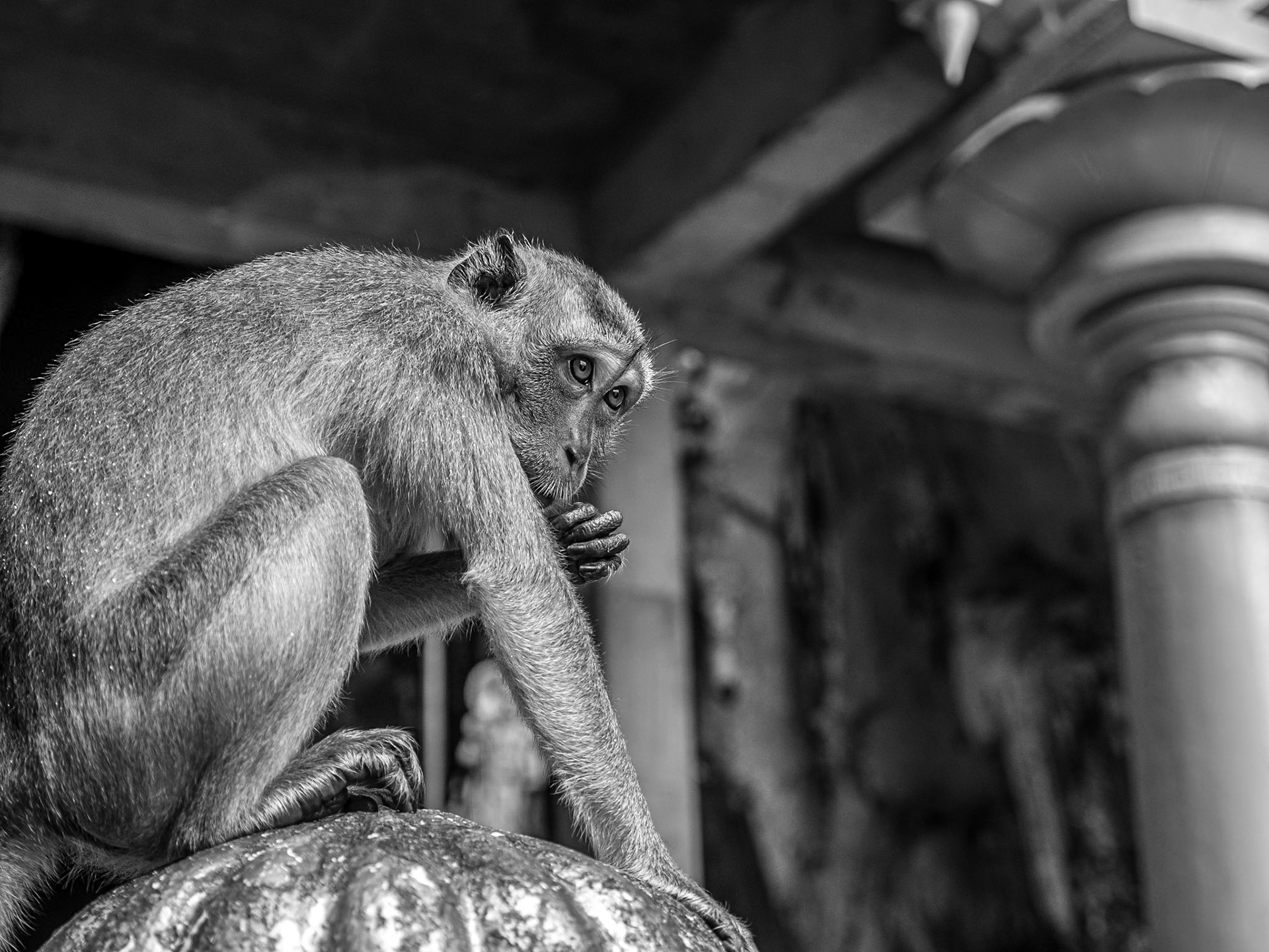 Long-tailed macaques, Batu Caves, Kuala Lumpur, 31 May 2017