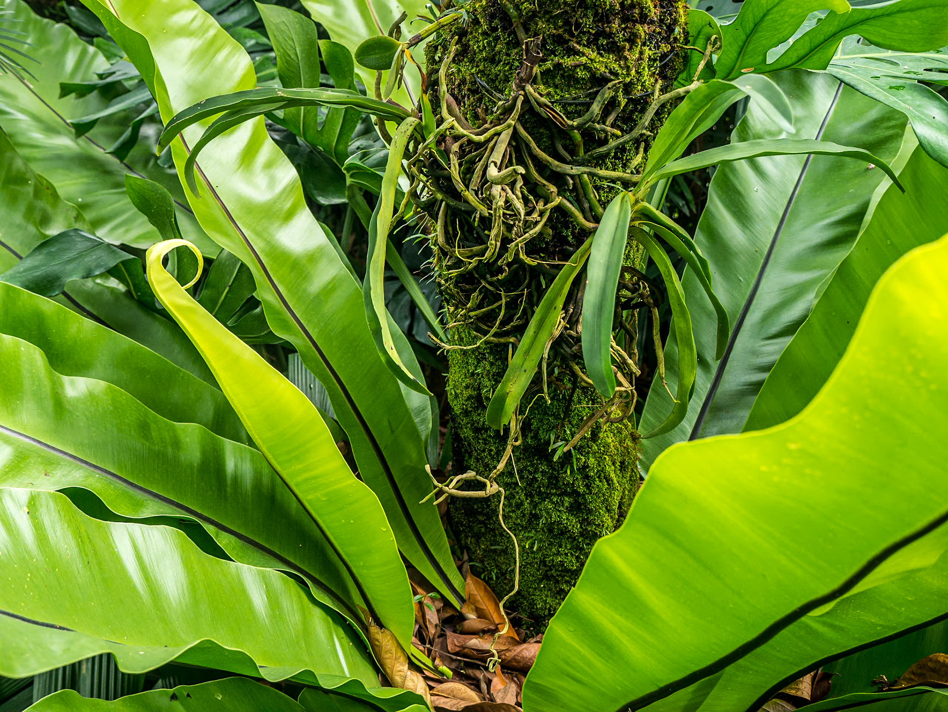 Orchid Garden, Singapore Botanic Gardens, 5 Jun 2017