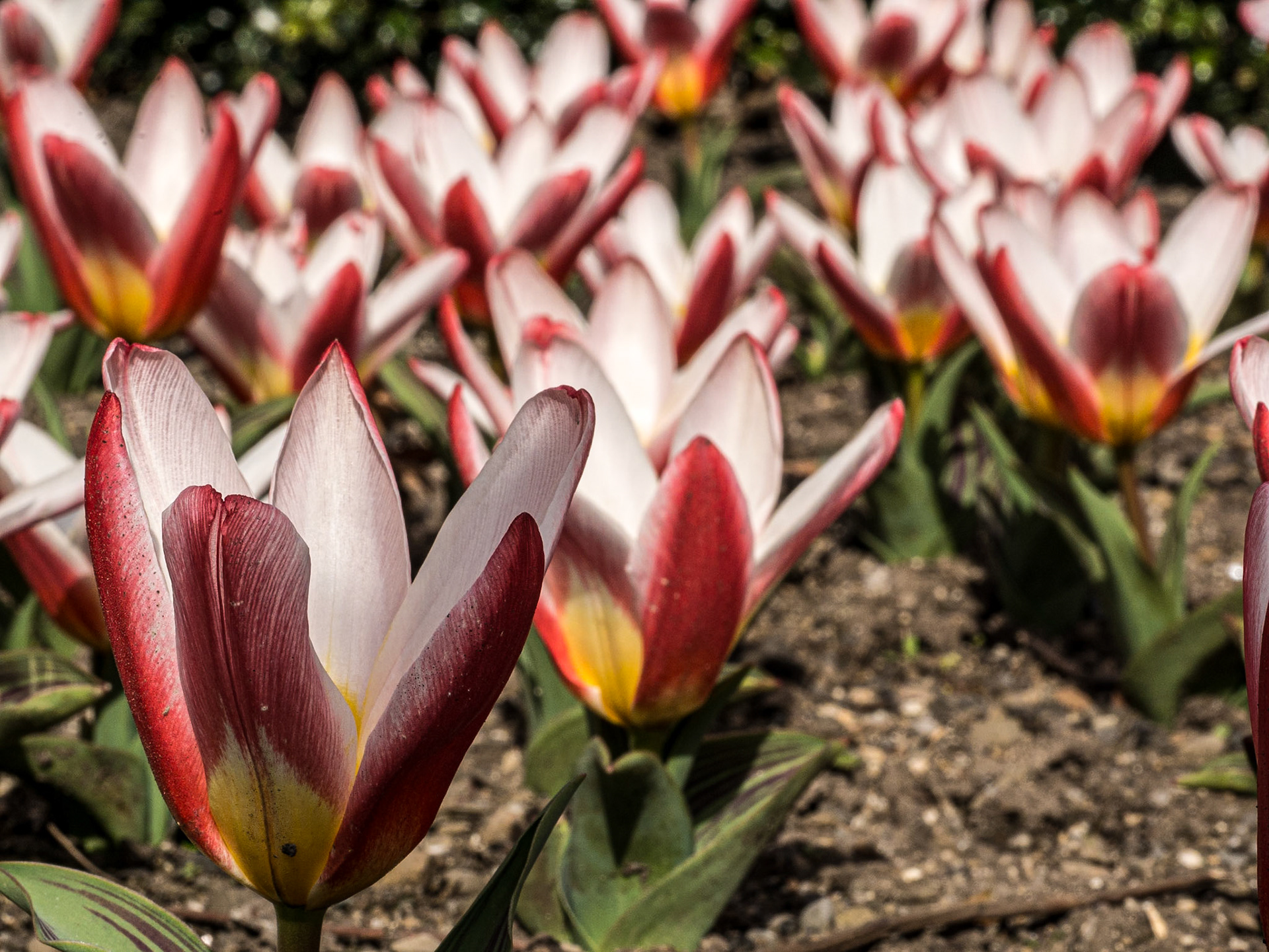 Tulipa Hearts Delight Greigii, Botanic Gardens, Dublin, 23 Mar 2016