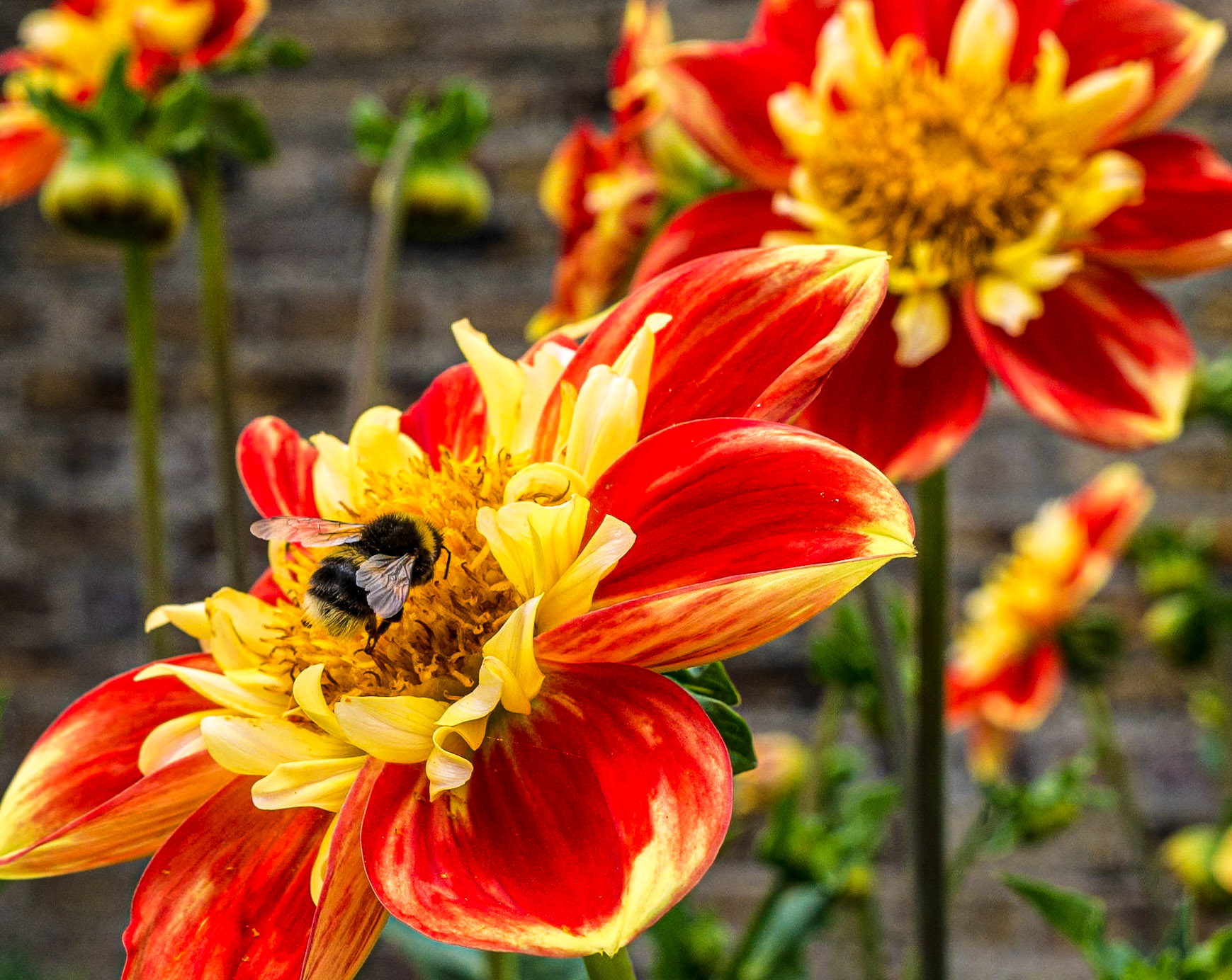 Dahlia "Pooh", Victorian Kitchen Garden, Phoenix Park, 6 Jul 2018