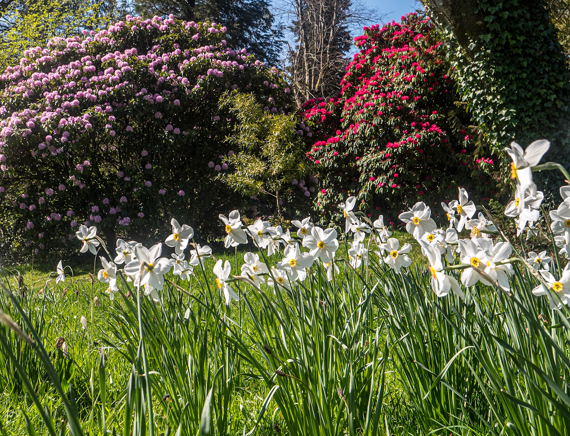 National Botanic Gardens, Kilmacurragh, Co Wicklow, 11 Apr 2025