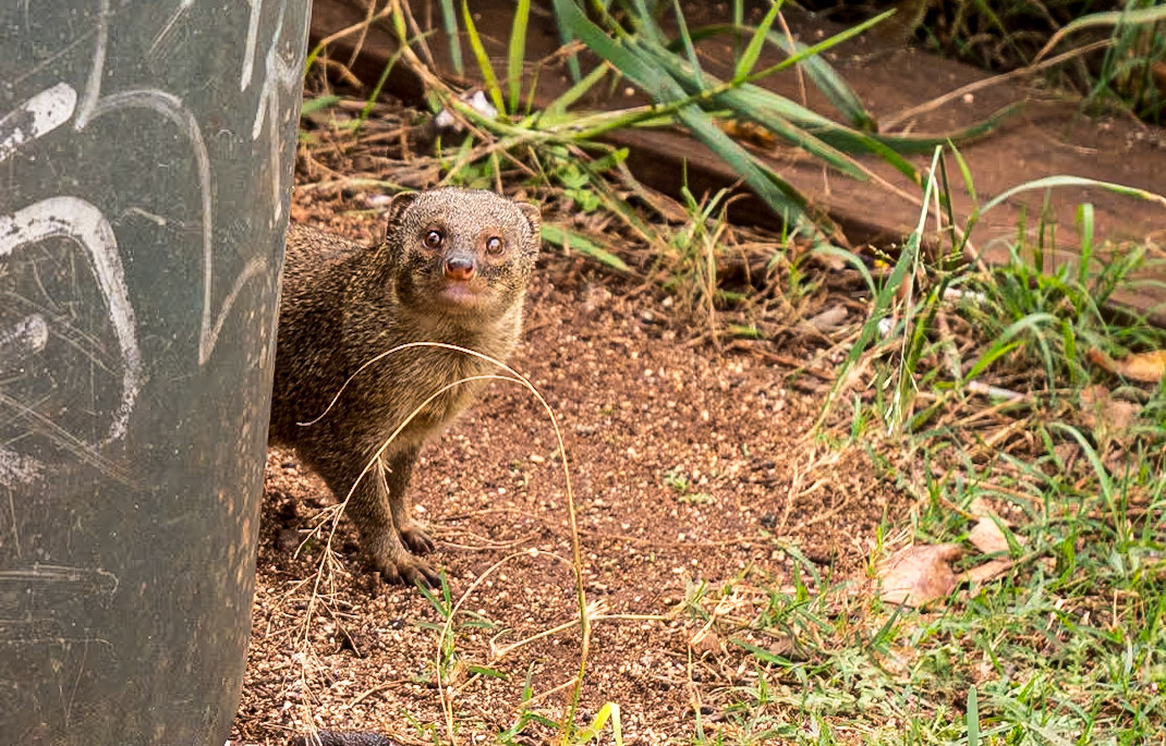Small Indian Mongoose, Haleʻiwa Beach, O'ahu, Hawaii, 29 Jan 2024