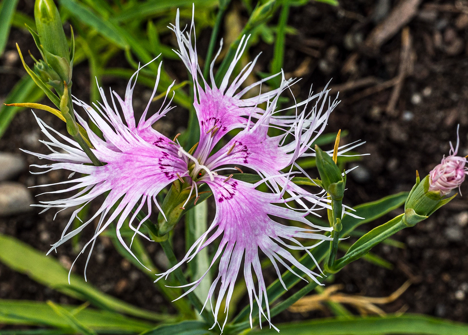 Dianthus superbus 'Spooky', Botanic Gardens, Co Dublin, 21 Jun 2023