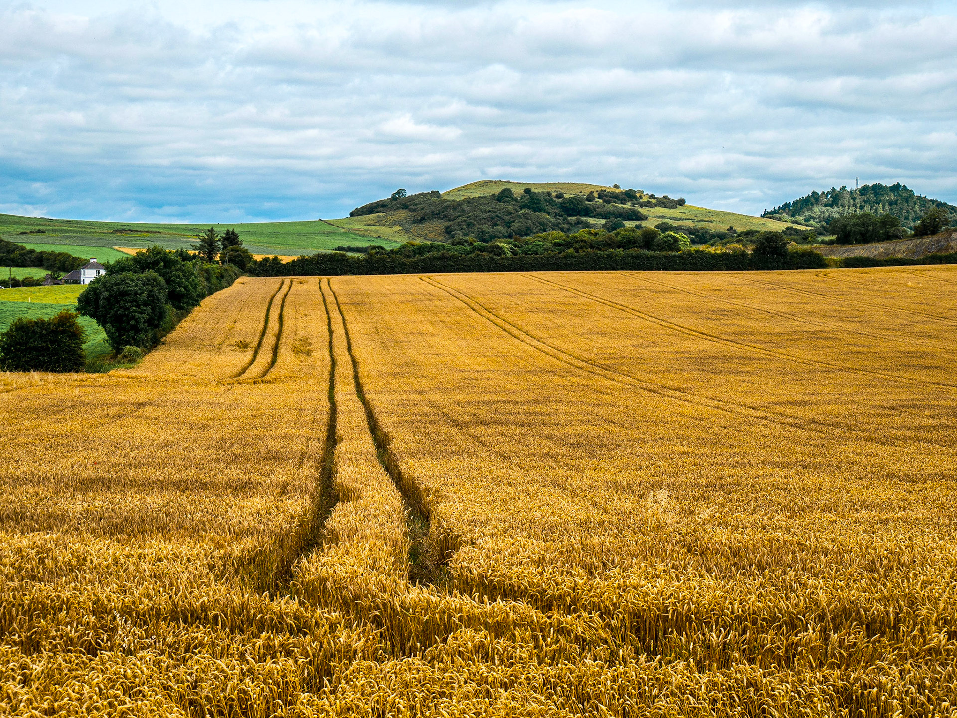 Near Dunamase, Co Laois, 10 Aug 2017