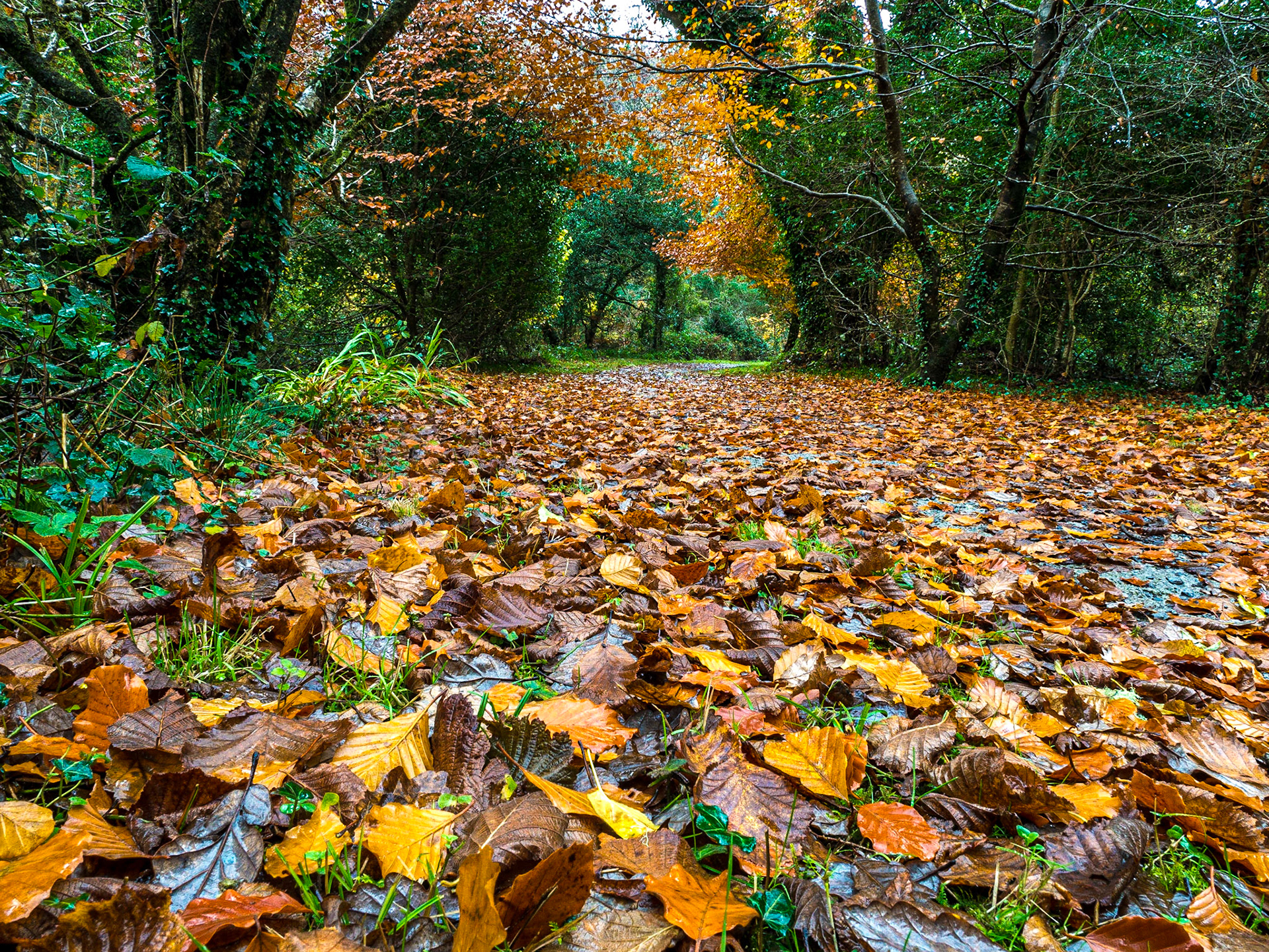 River walk/ Big Meadow walk, Glengarriff, Co Cork, 19 Nov 2016