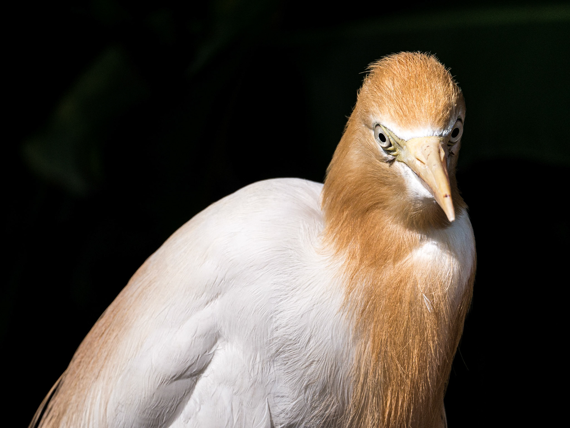 Kuala Lumpur Bird Park, 1 Jun 2017