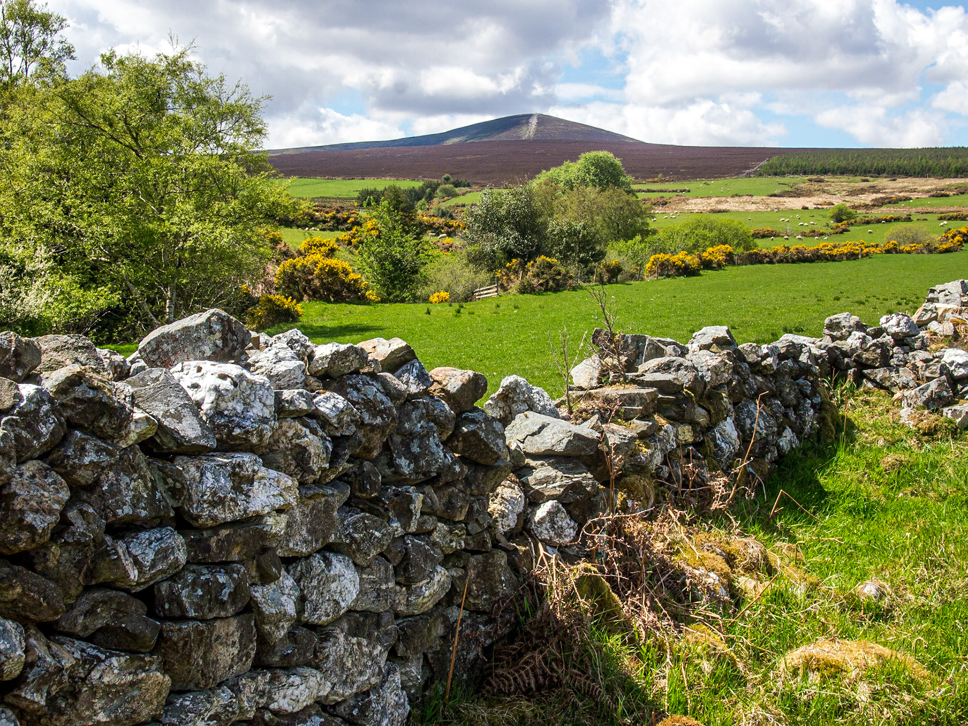 Djouce Woods, 26 May 2013