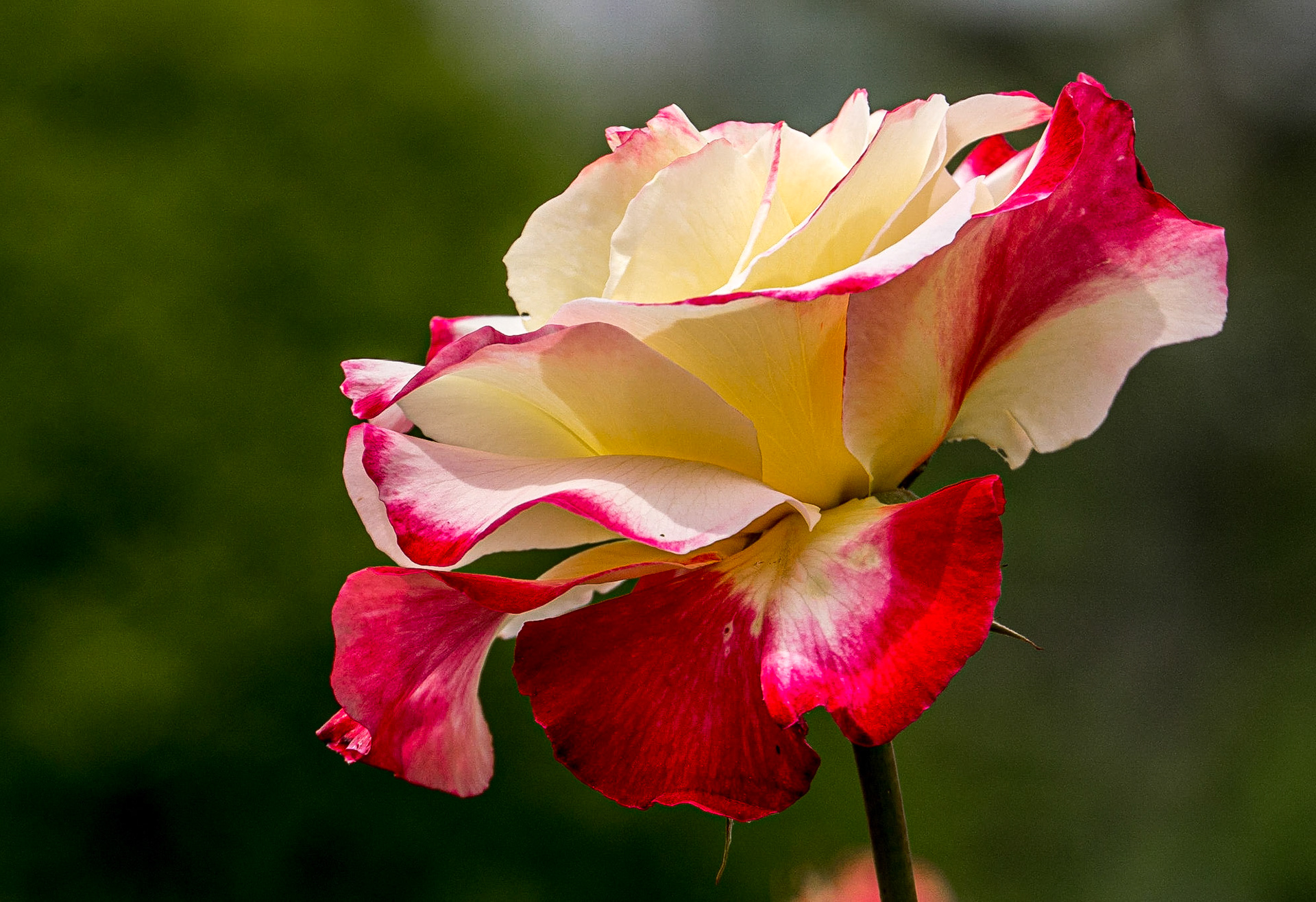 Rose beds in French formal garden, Shinjuku Gyoen National Garden, Tokyo, 3 May 2016