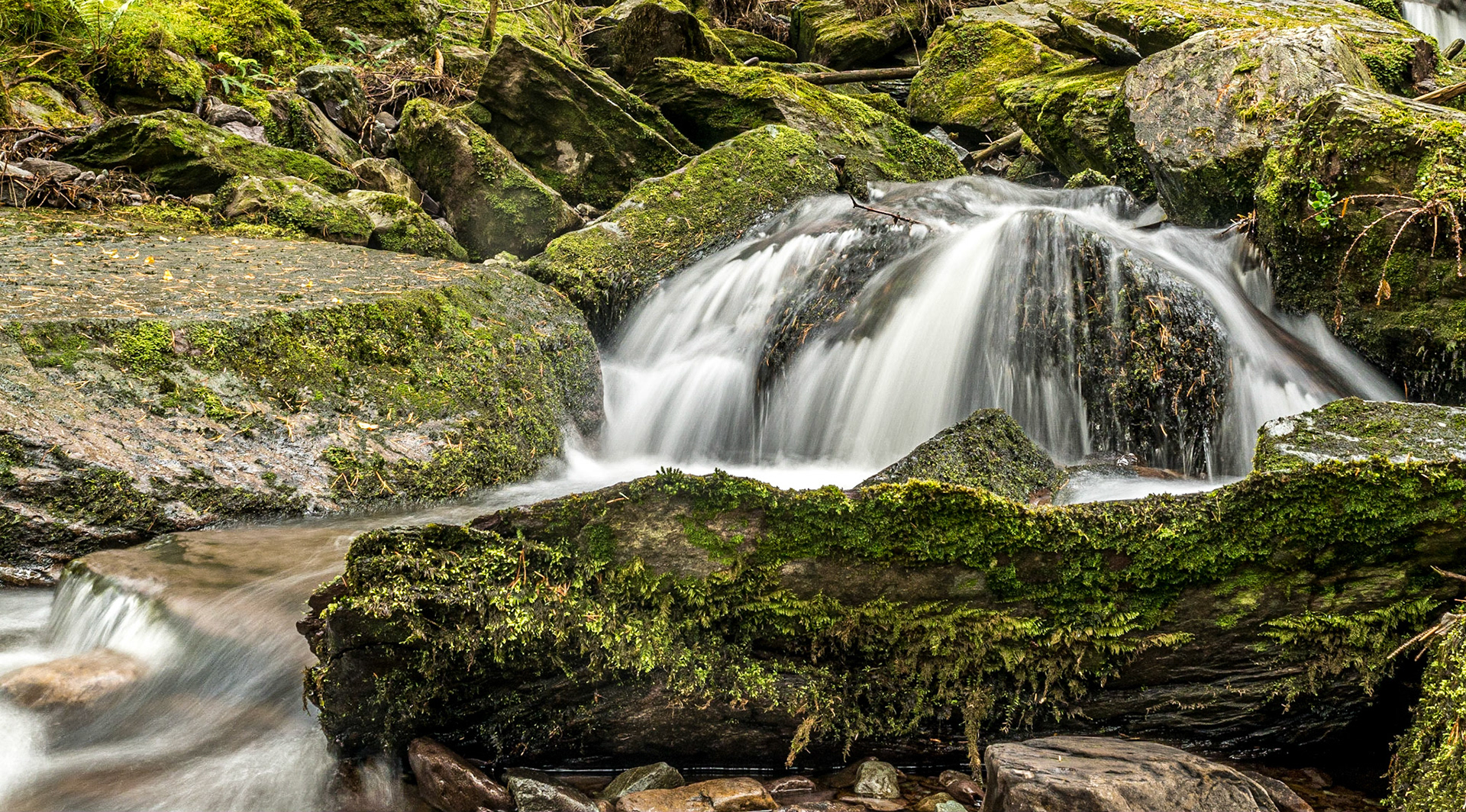 Gougane Barra Forest Park, Co Cork, 19 Nov 2016
