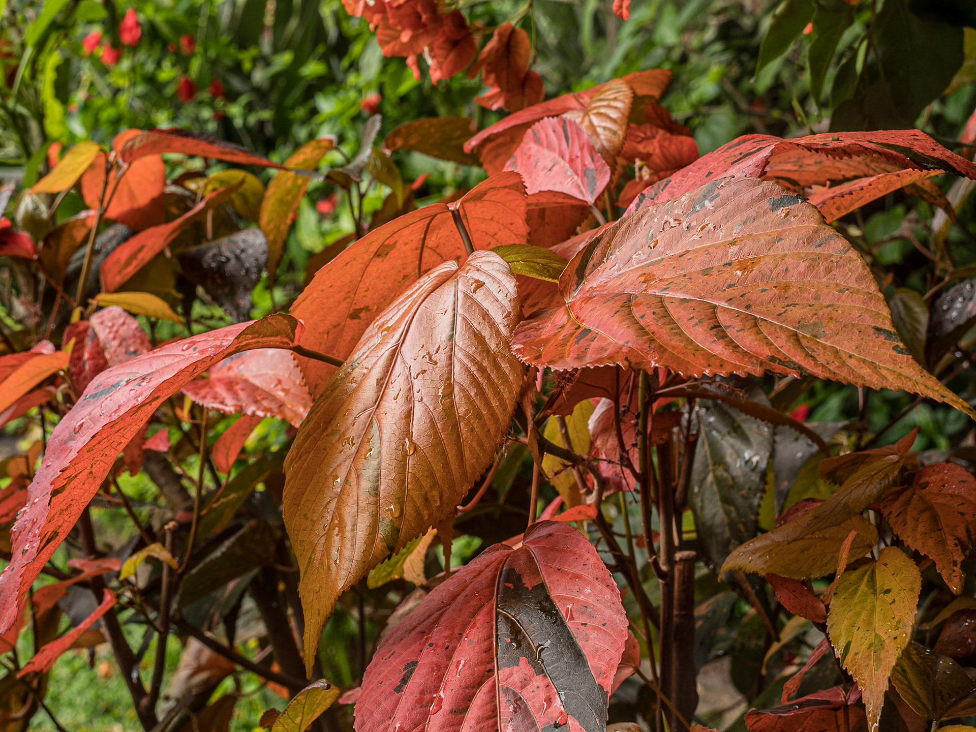 Sitio Litre Garden, Puerto de la Cruz, Tenerife, 27 Jan 2022