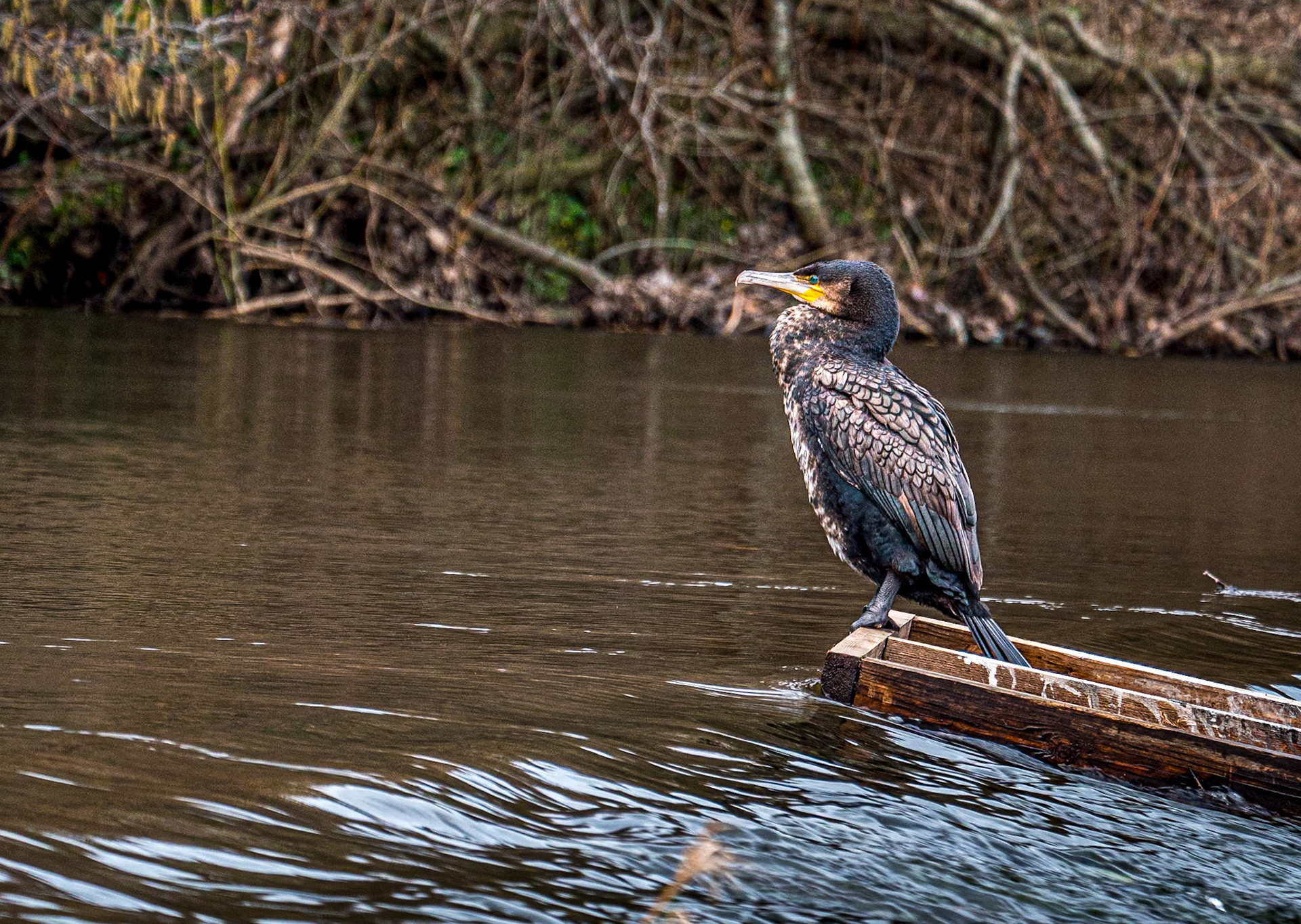 Cormorant, Balrothery Weir, Dodder, Dublin, 9 Mar 2021