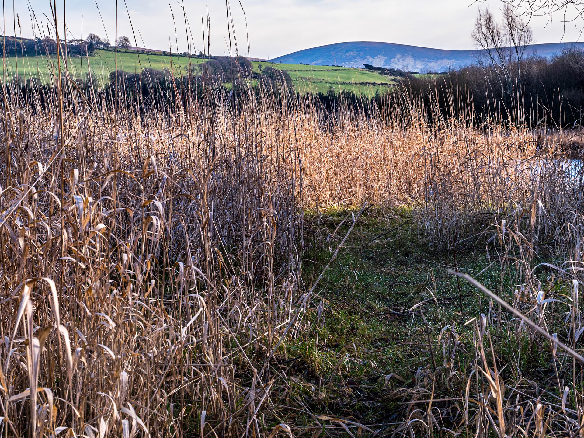 Blessington Lakes, Co Wicklow, 5 Feb 2023