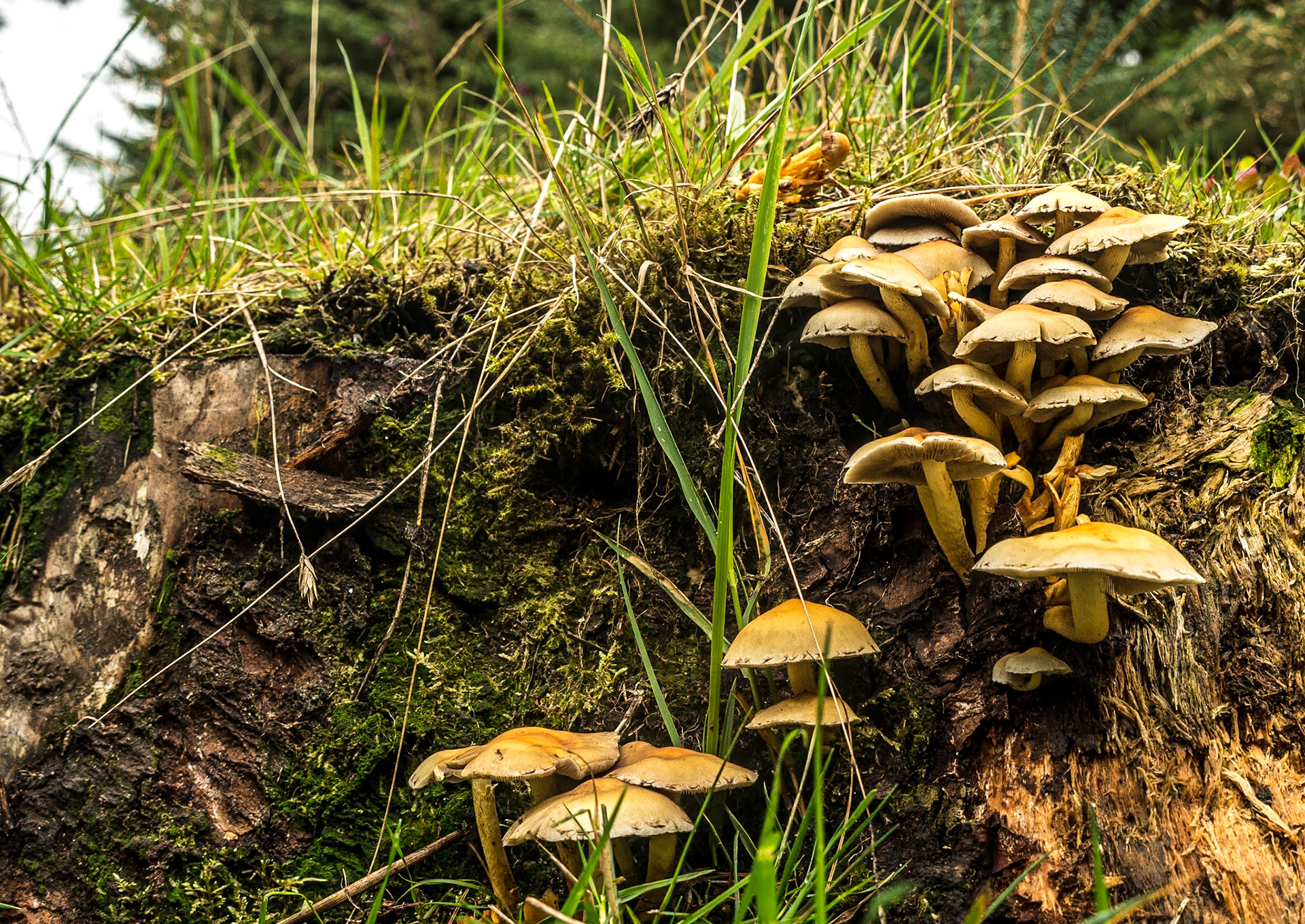Three Rock, Dublin Mountains, 19 Sep 2016