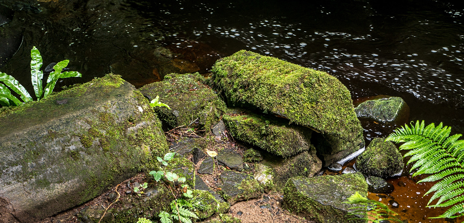 Brittas Loop walk, Clonsalee, Co Laois, 4 Aug 2016