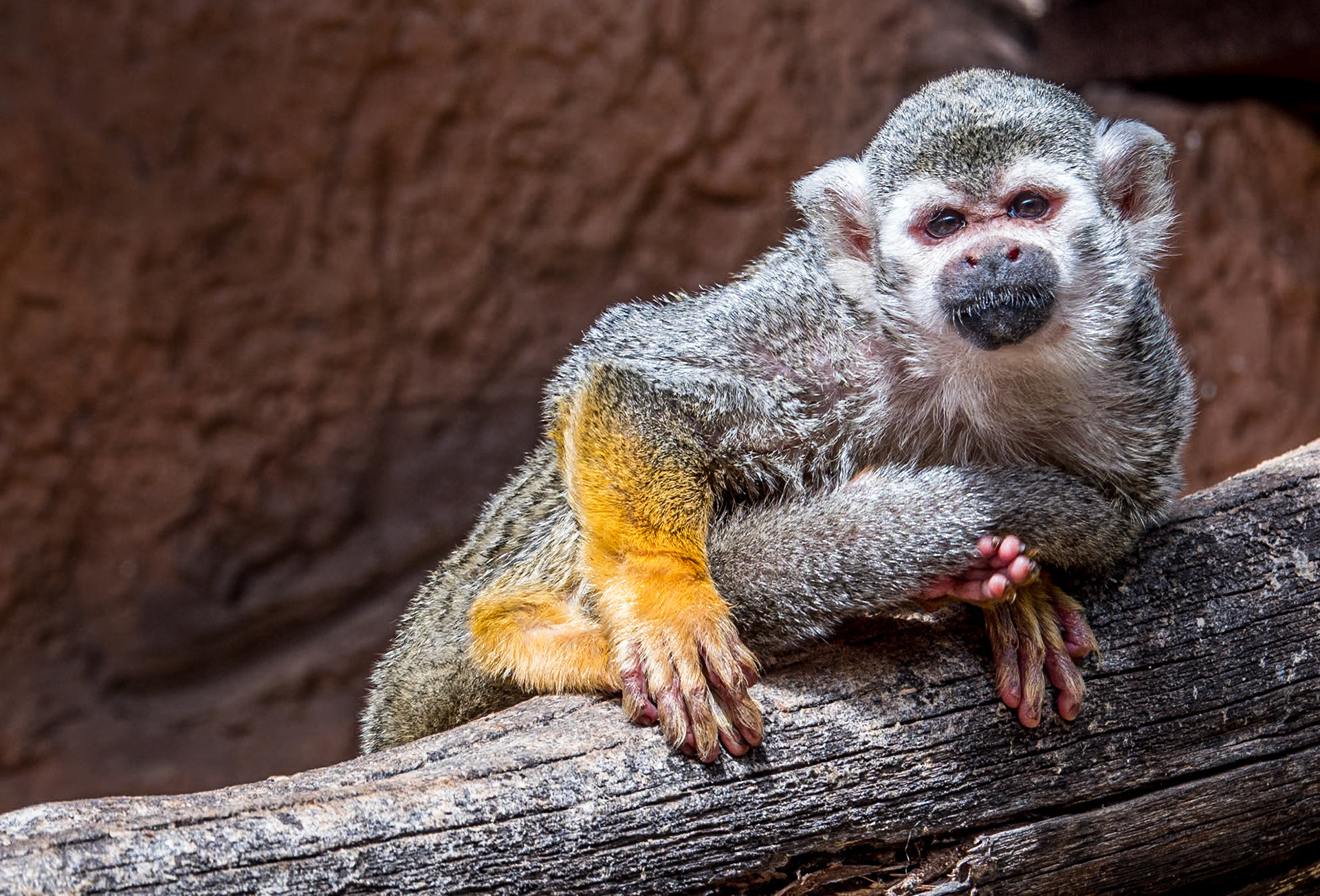 Monkey Park, Tenerife, 1 Mar 2023