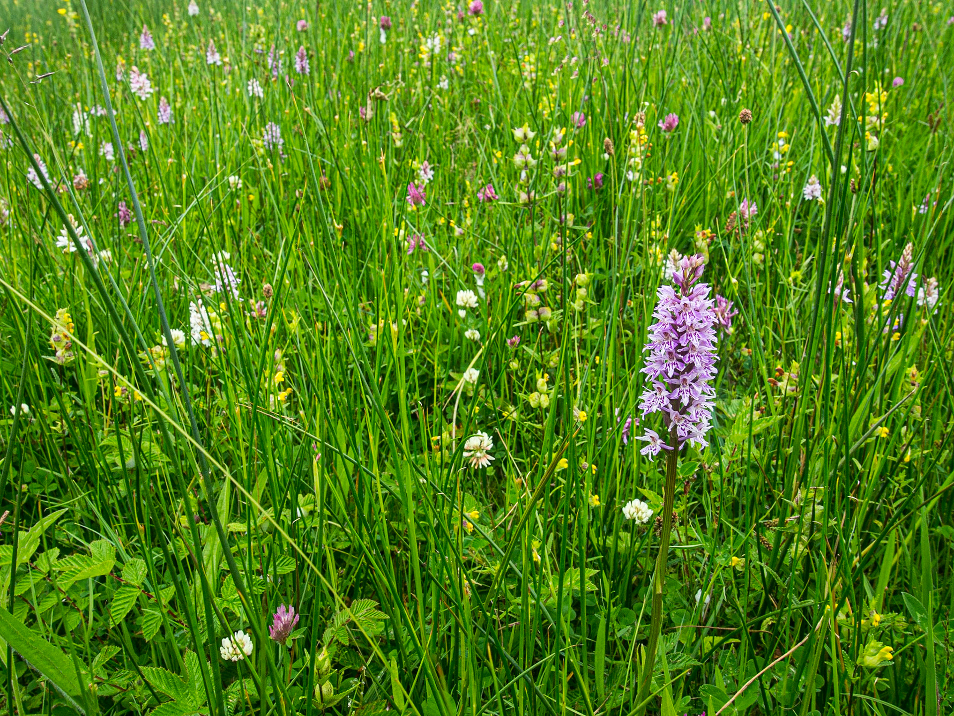 Crom Estate, Co Fermanagh, 20 Jun 2013