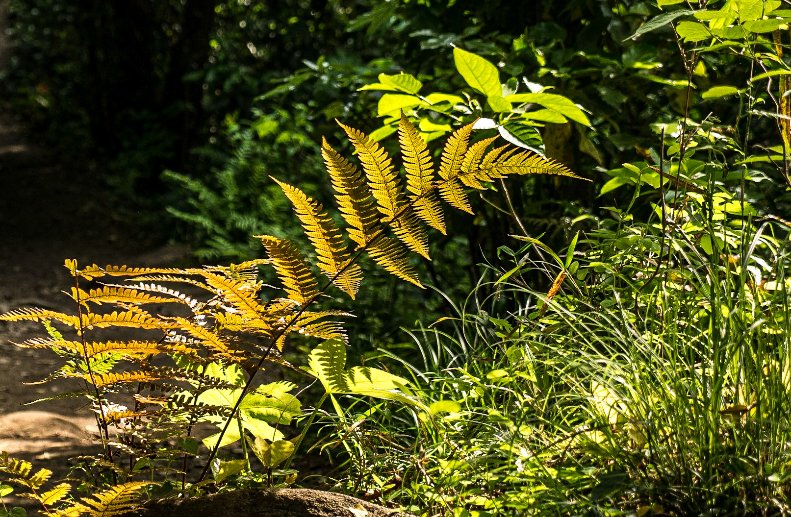 Daibutsu hiking trail, Kamakura, Japan, 1 May 2016
