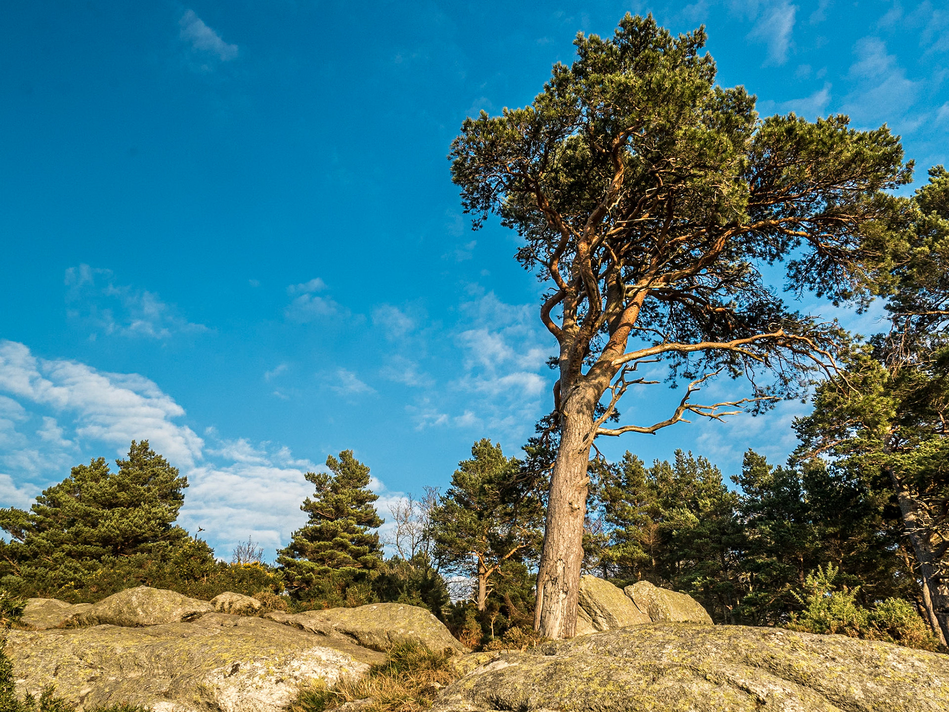 Barnaslingan Wood, Co Dublin, 22 Jan 2017