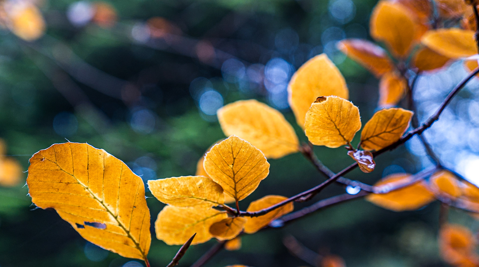Creevylea, Co Leitrim, 9 Oct 2014