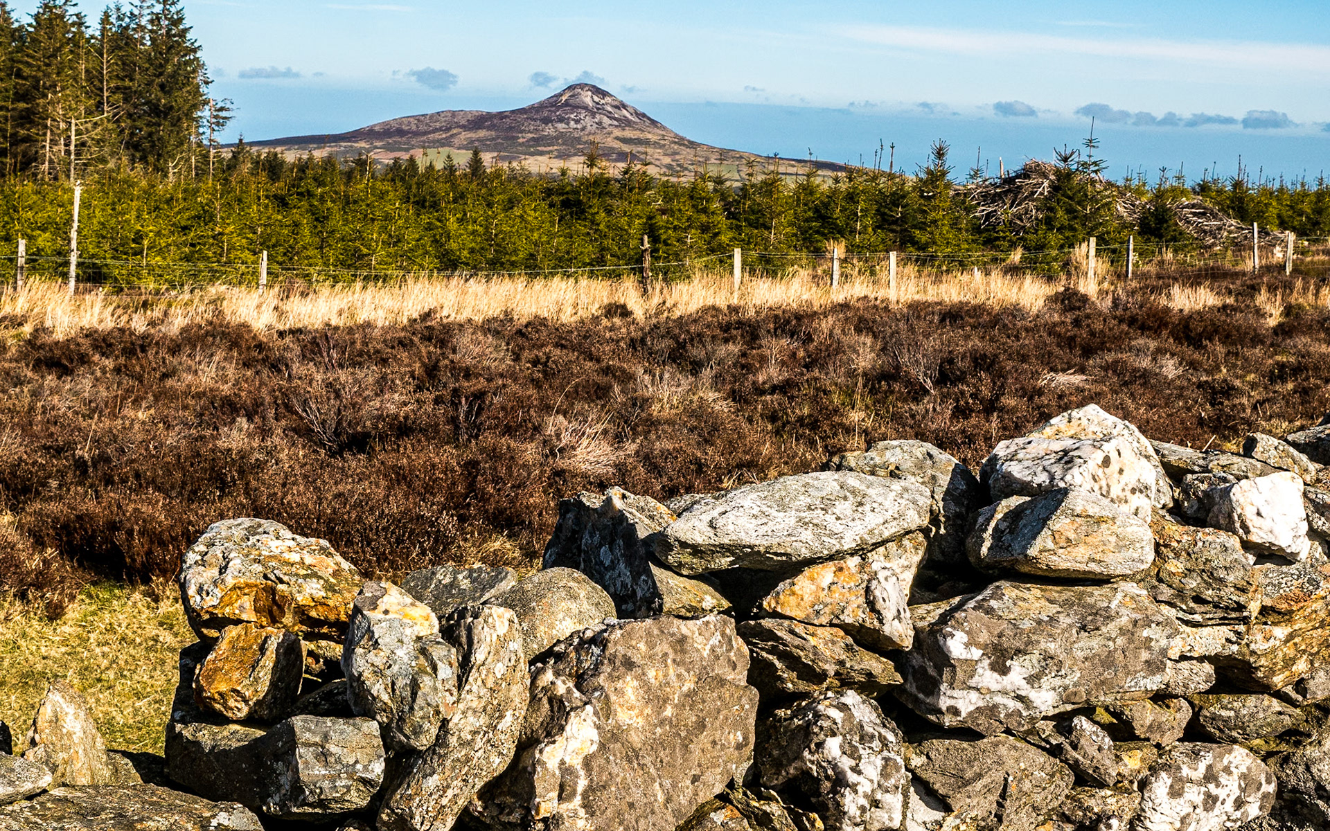 Djouce Woods, 13 Mar 2015