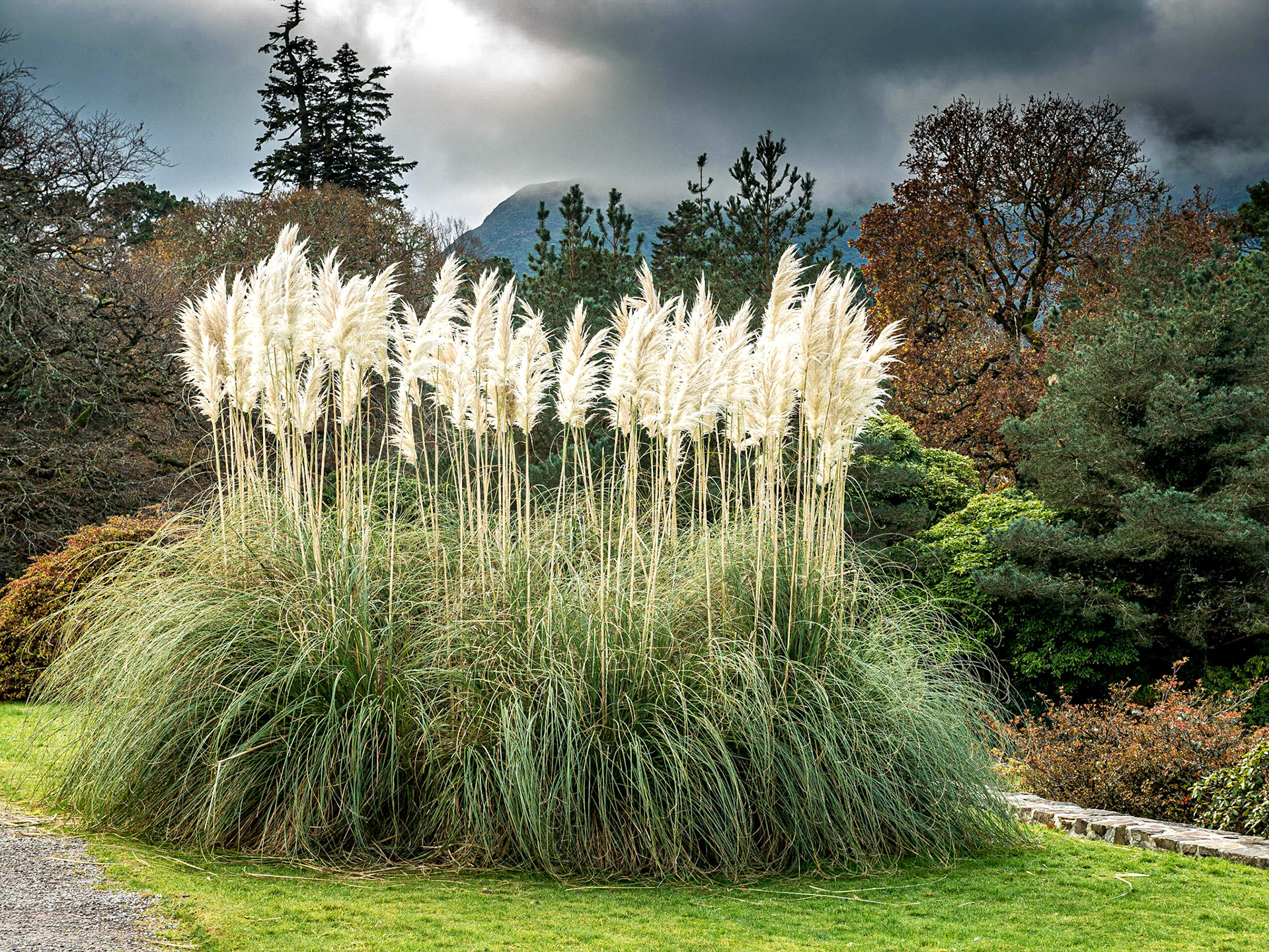Muckross gardens, Killarney, 21 Nov 2016