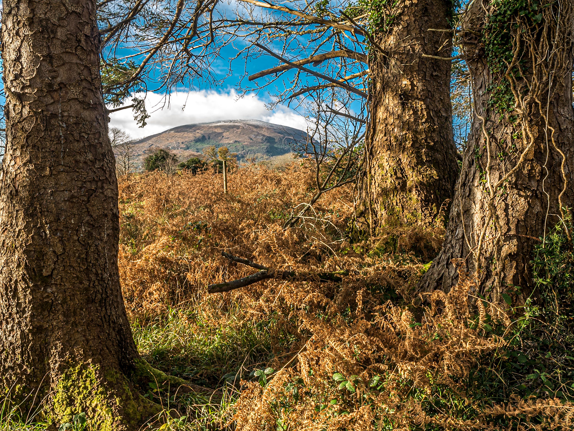 Muckross estate, Killarney, Co Kerry, 21 Nov 2016