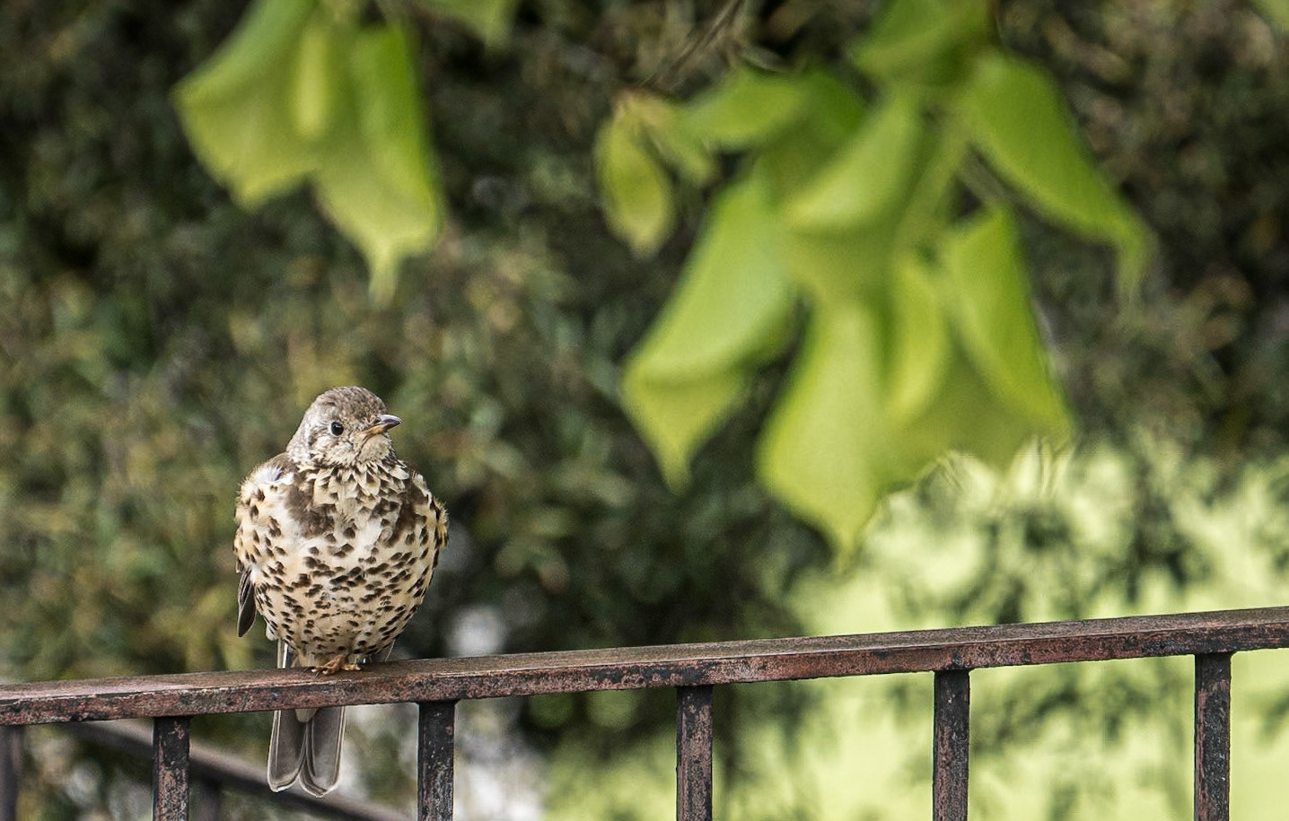Thrush, War Memorial Gardens, Dublin, 6 May 2015
