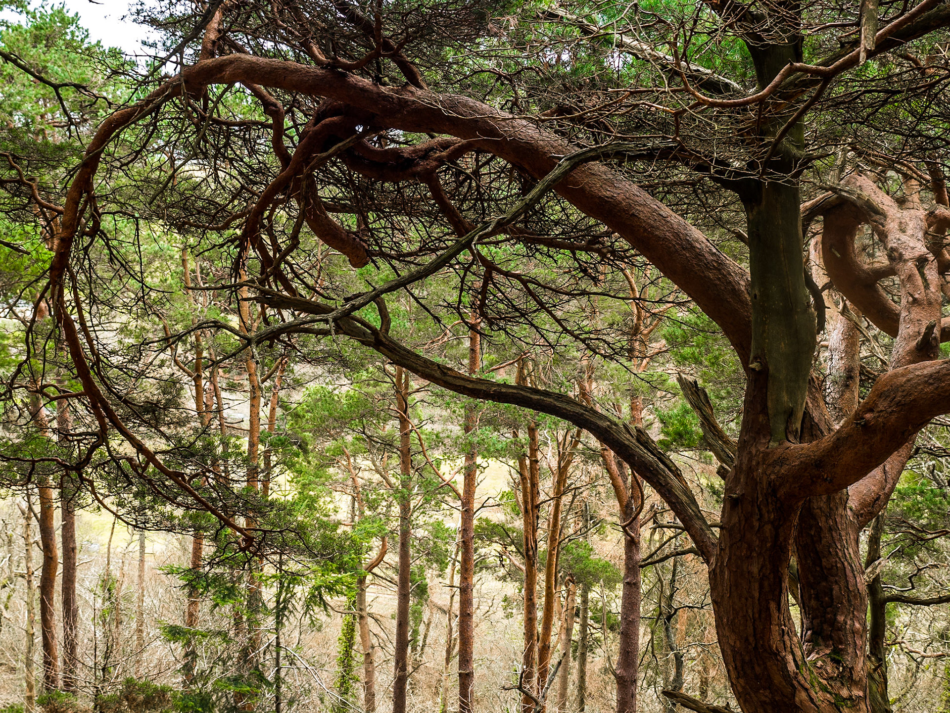 Barnaslingan Wood, Co Dublin, 8 Mar 2016