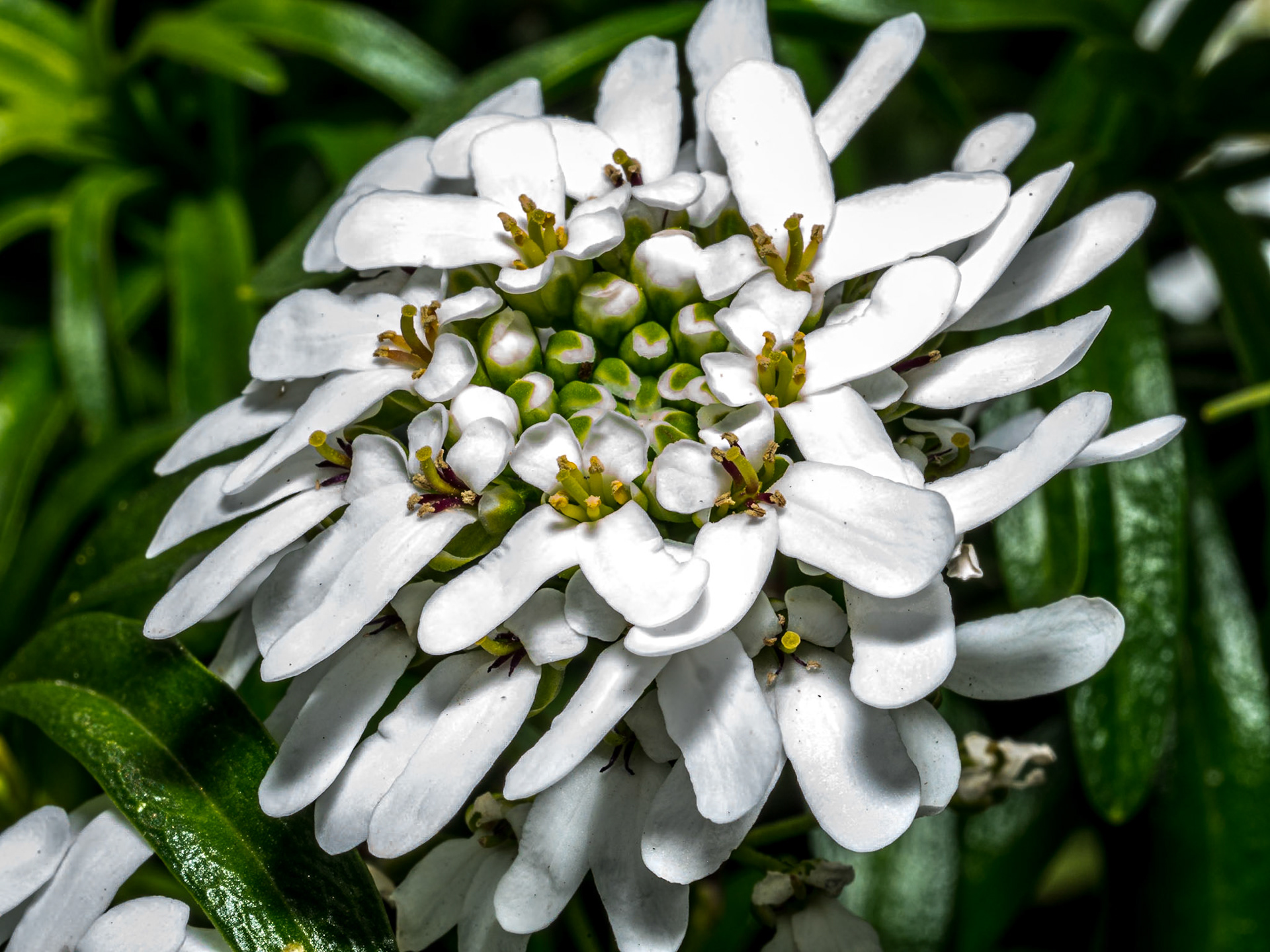 Back garden, 9 Apr 2020